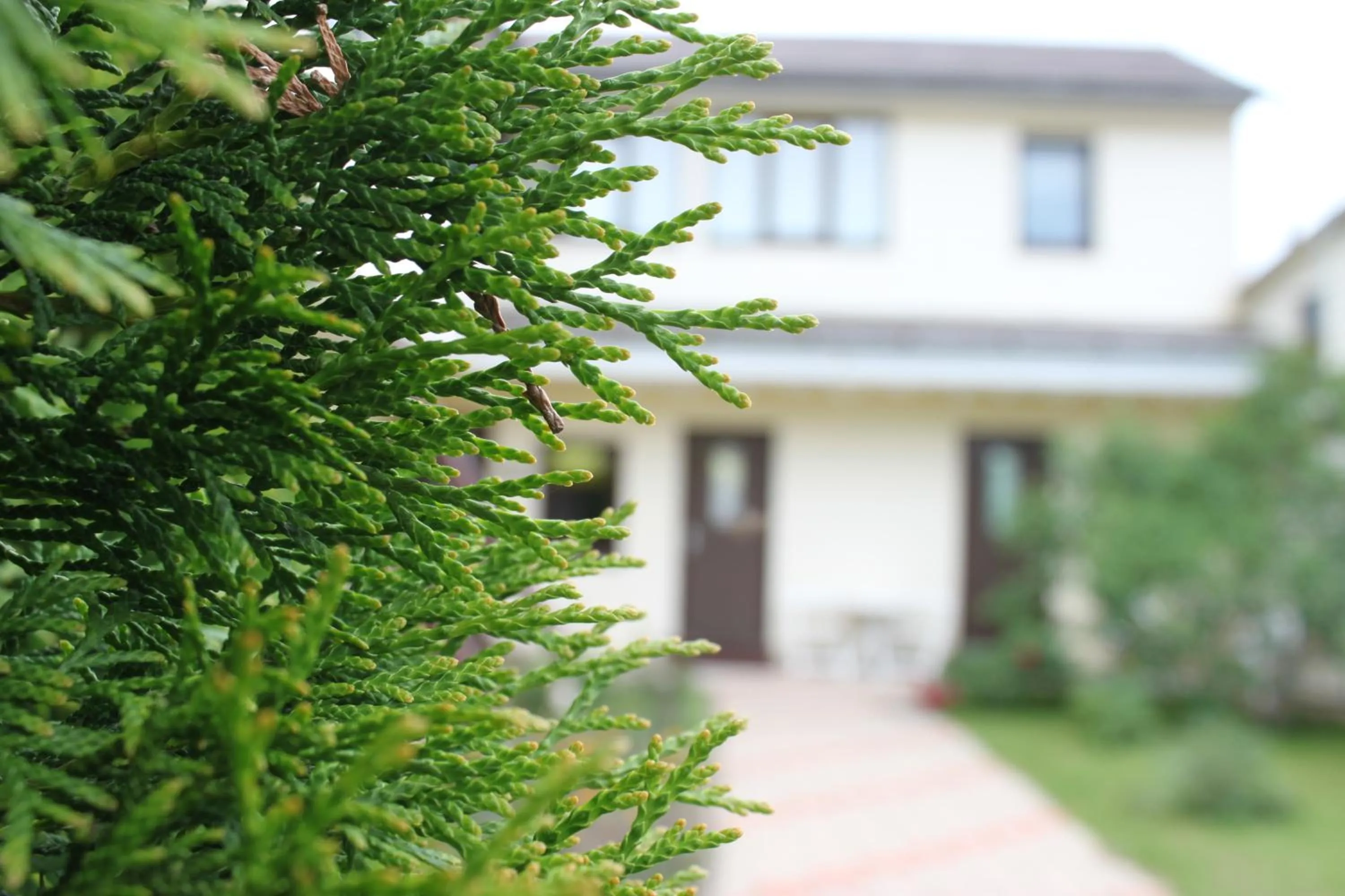 Garden in Hotel Veagles