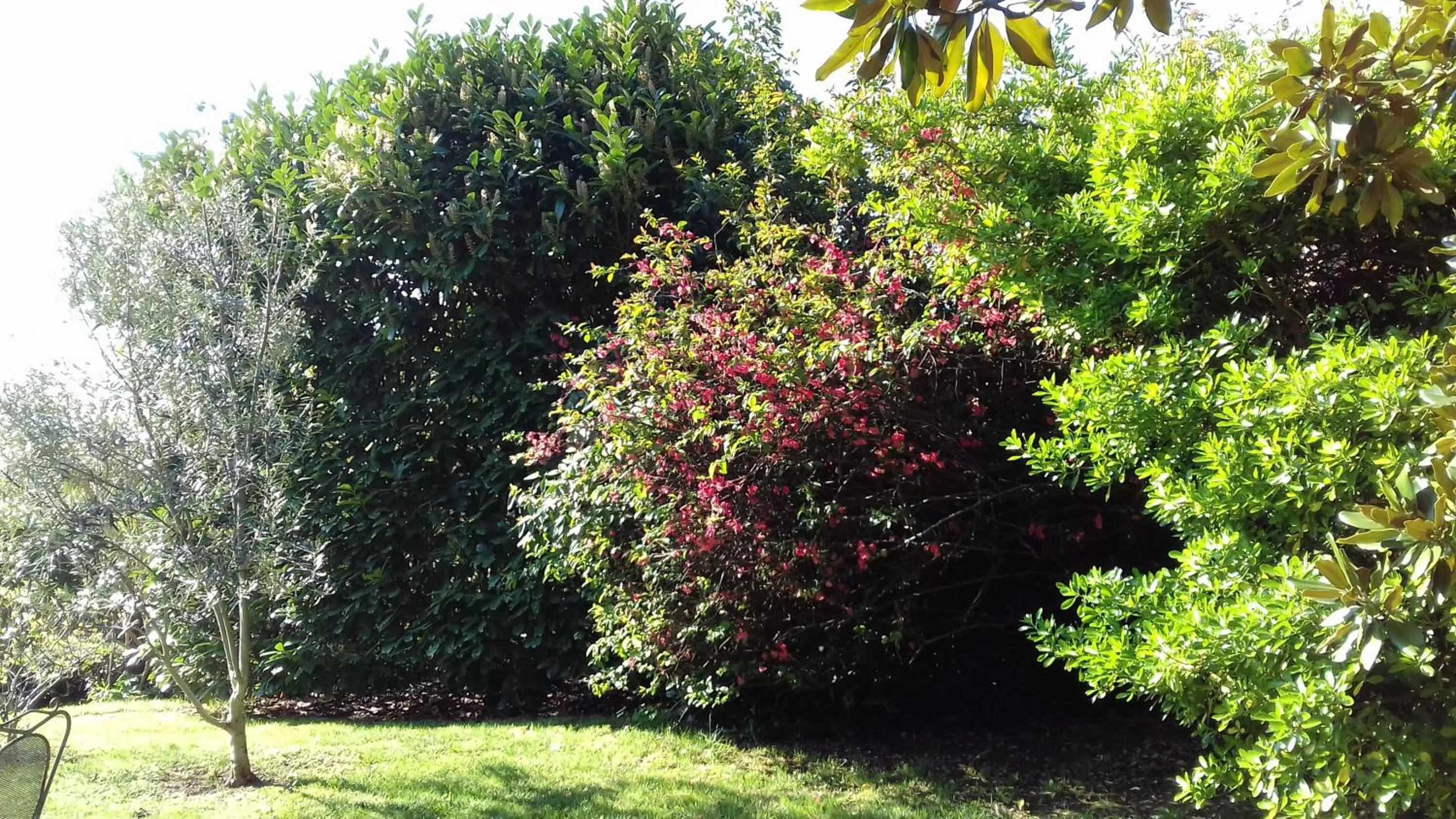 Garden in Ombre Rose