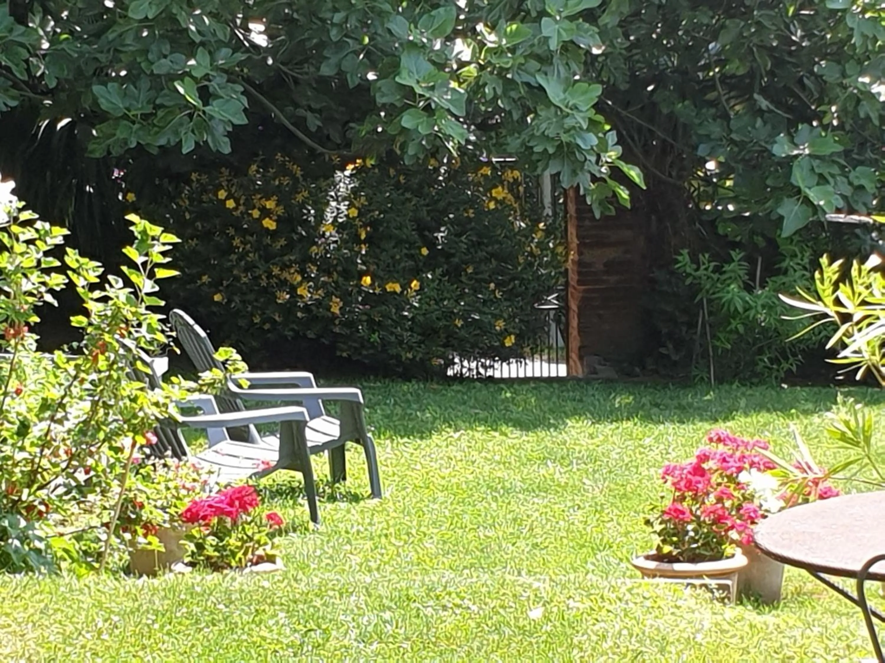 Garden in Ombre Rose