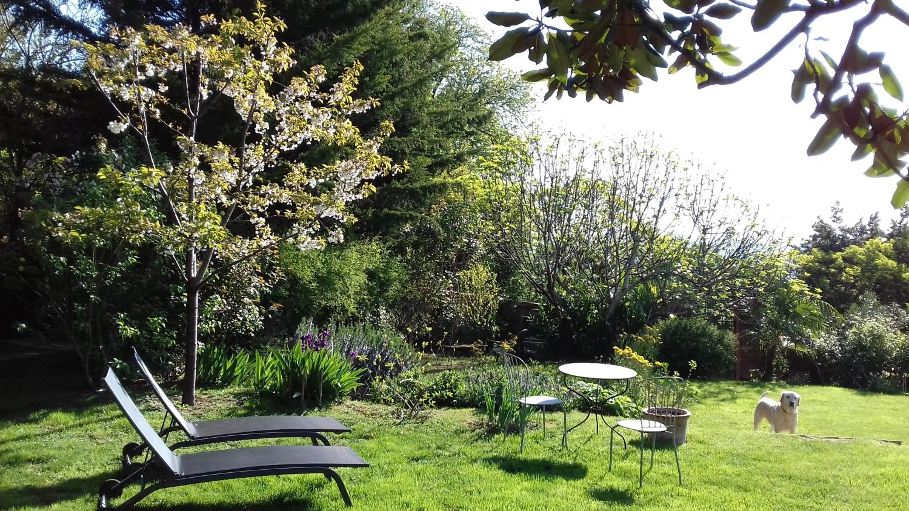 Garden in Ombre Rose