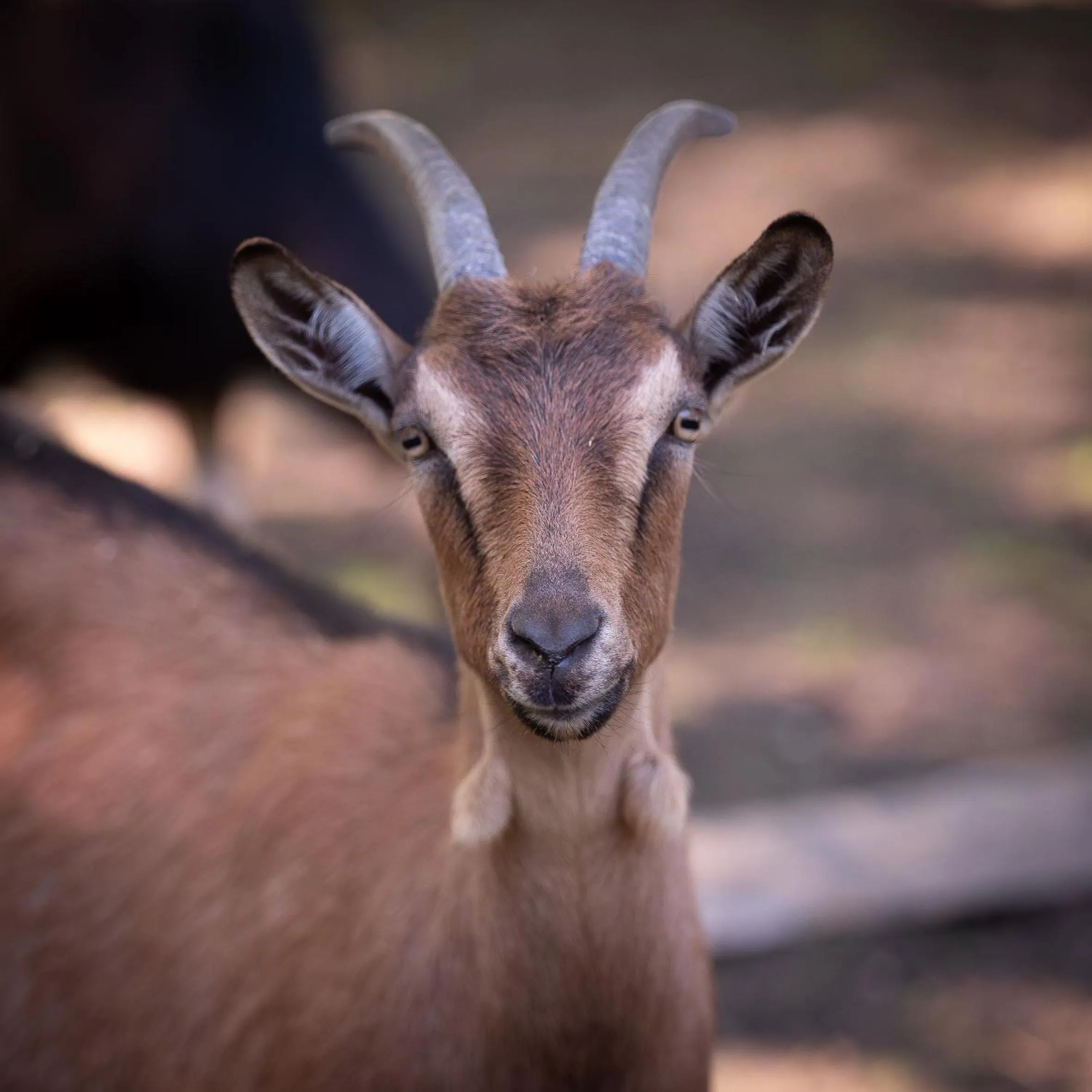 Le Château De Beaulieu