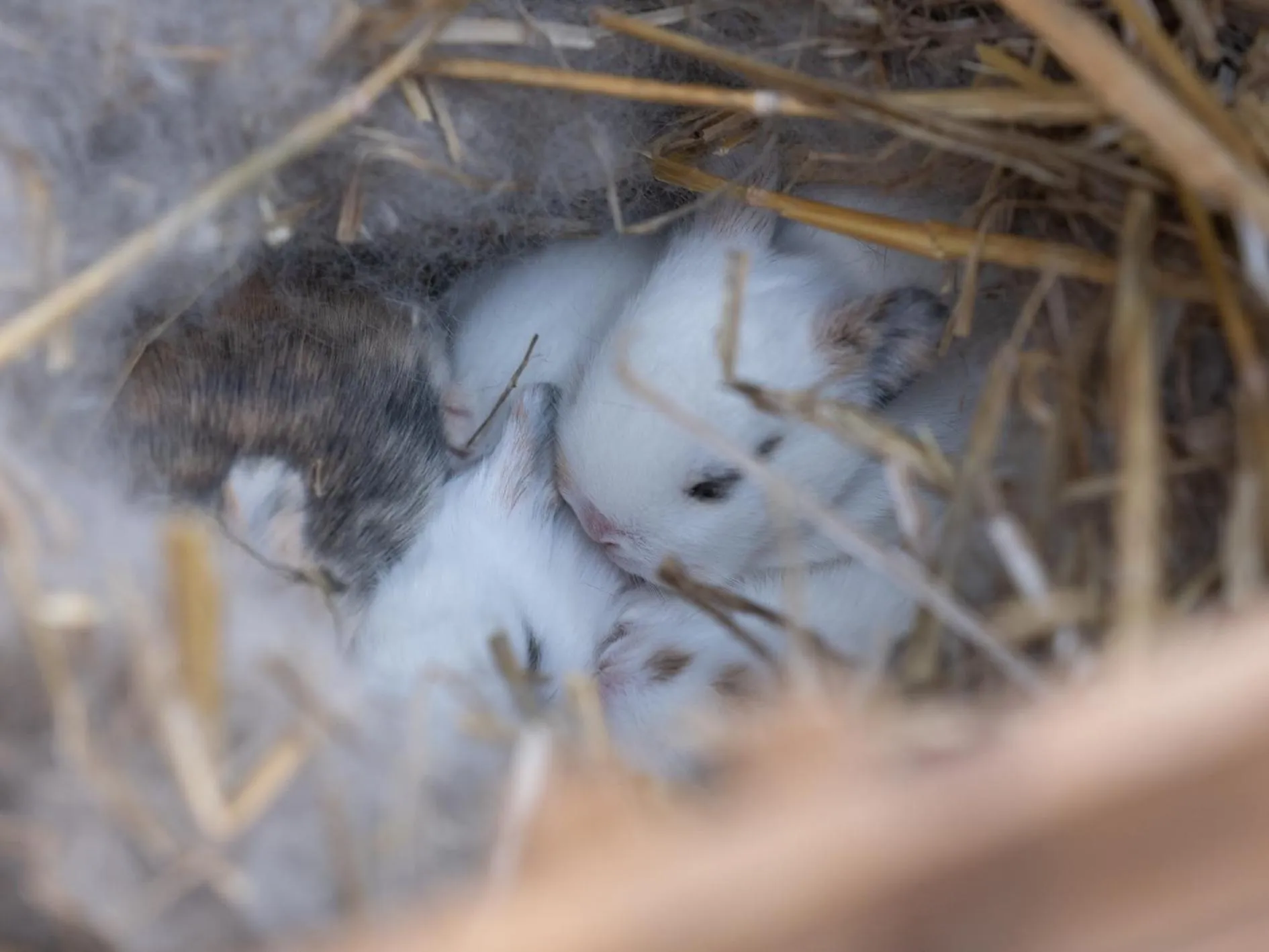 Le Château De Beaulieu