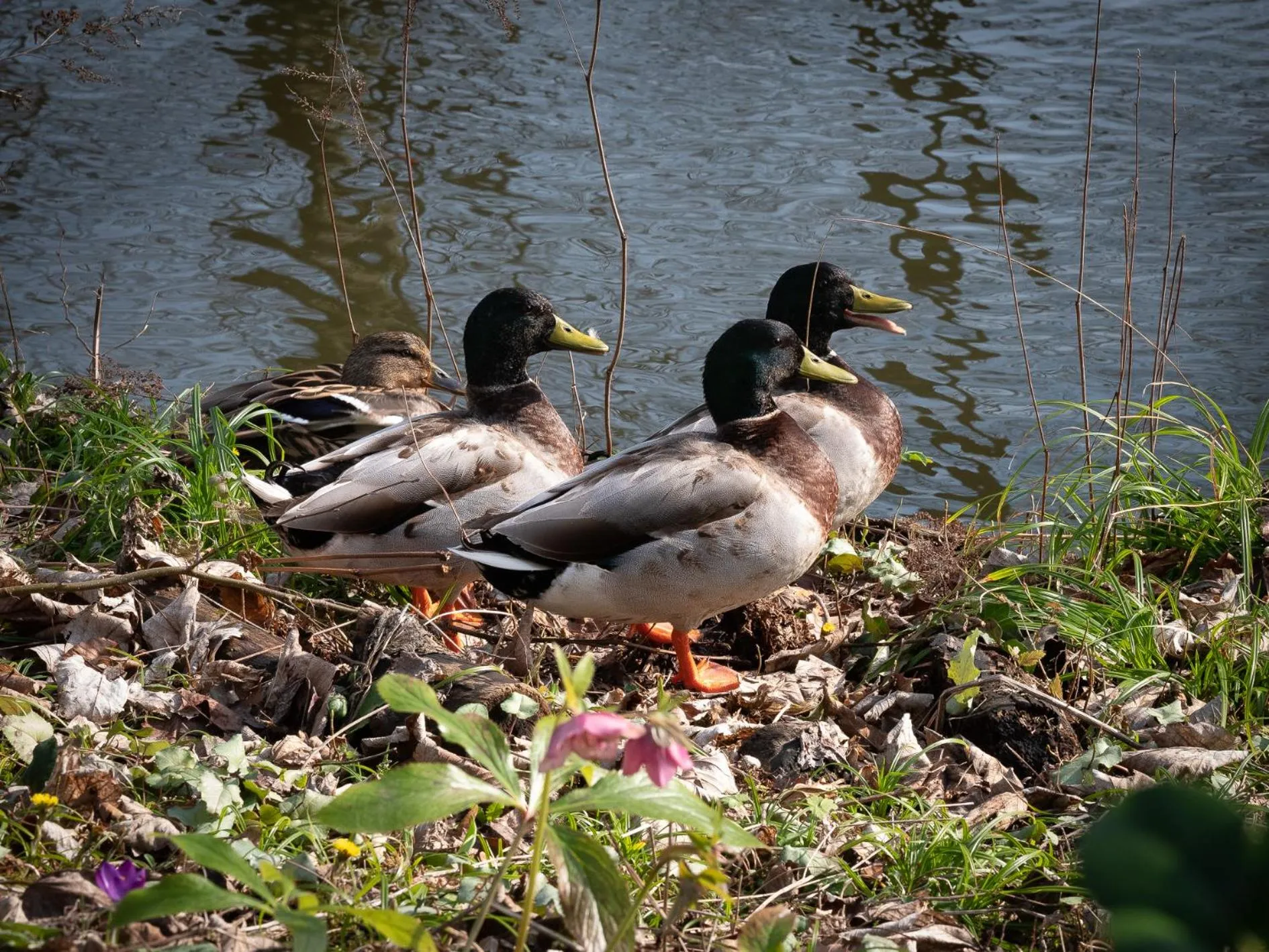 Le Château De Beaulieu