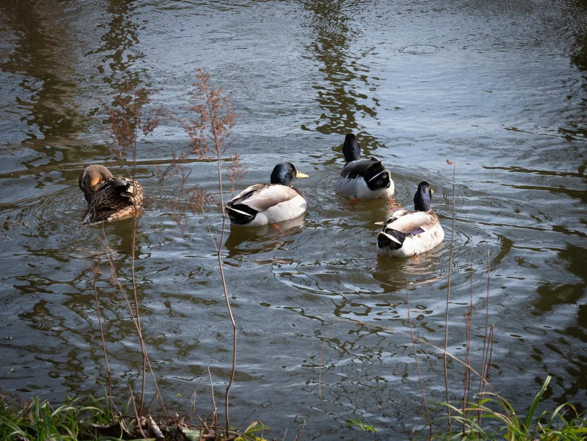 Le Château De Beaulieu