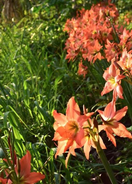 The Narima - SHA Plus