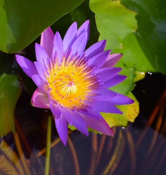 The Narima - SHA Plus