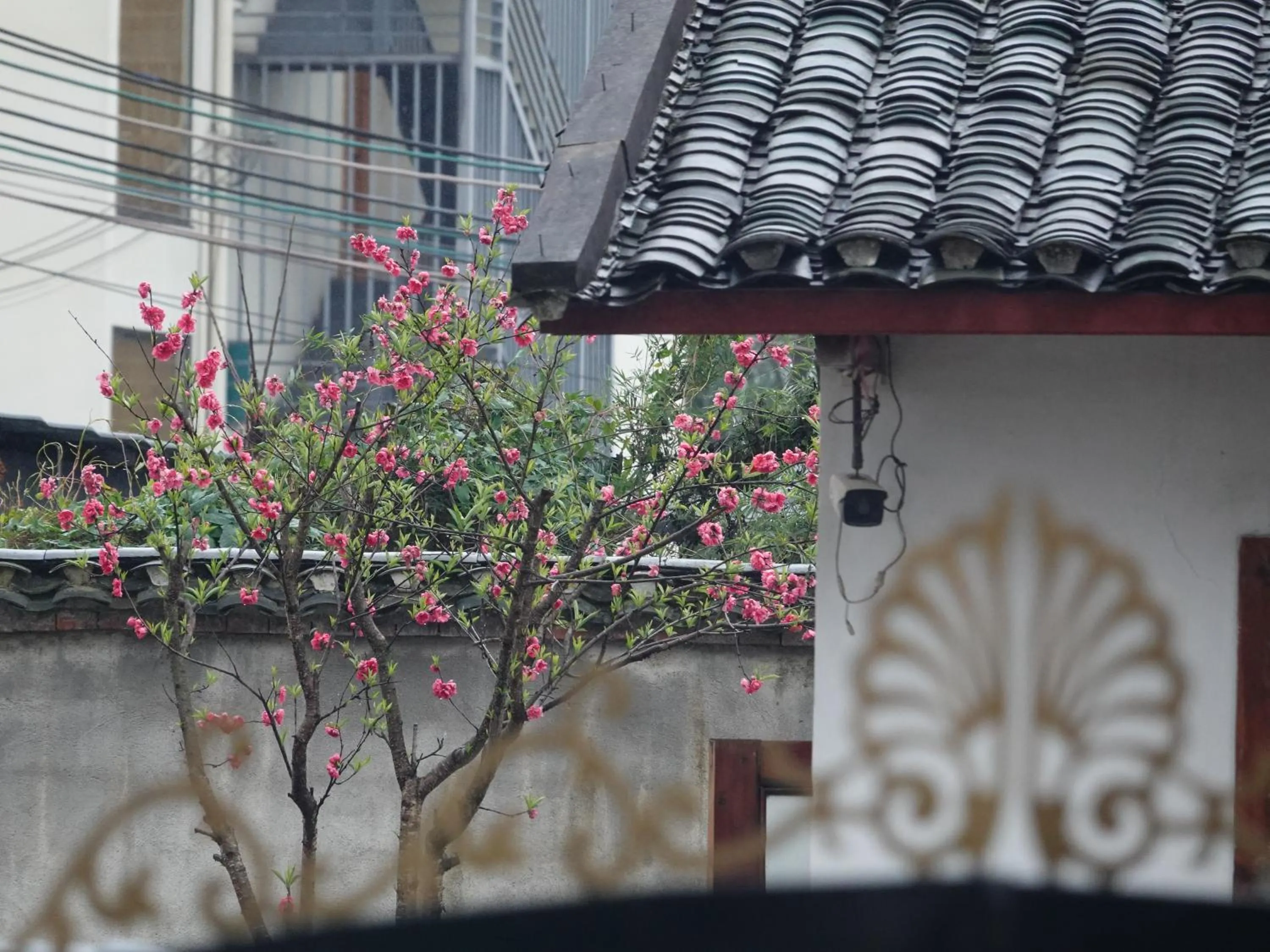 Garden in Yangshuo Xiao Long River Hotel