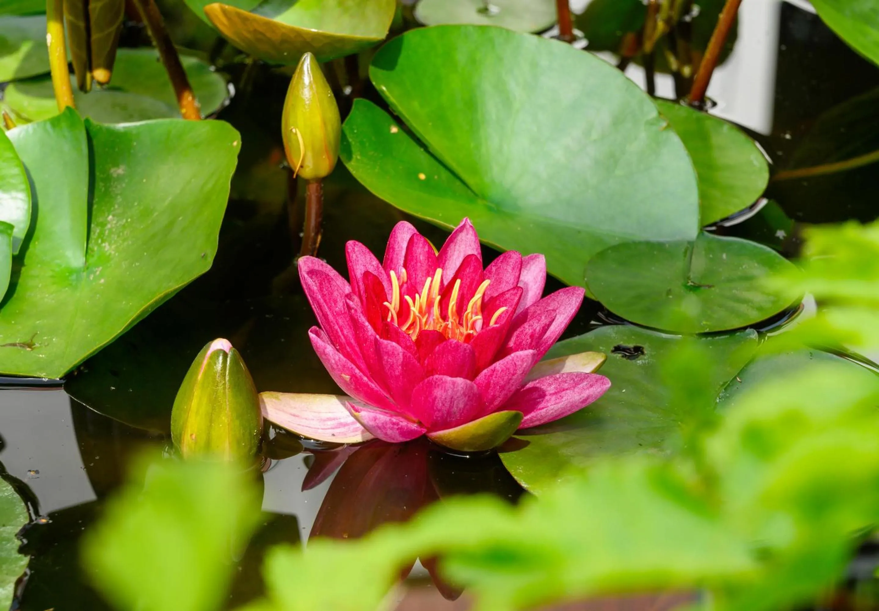 Garden in Hotel Menstrup Kro