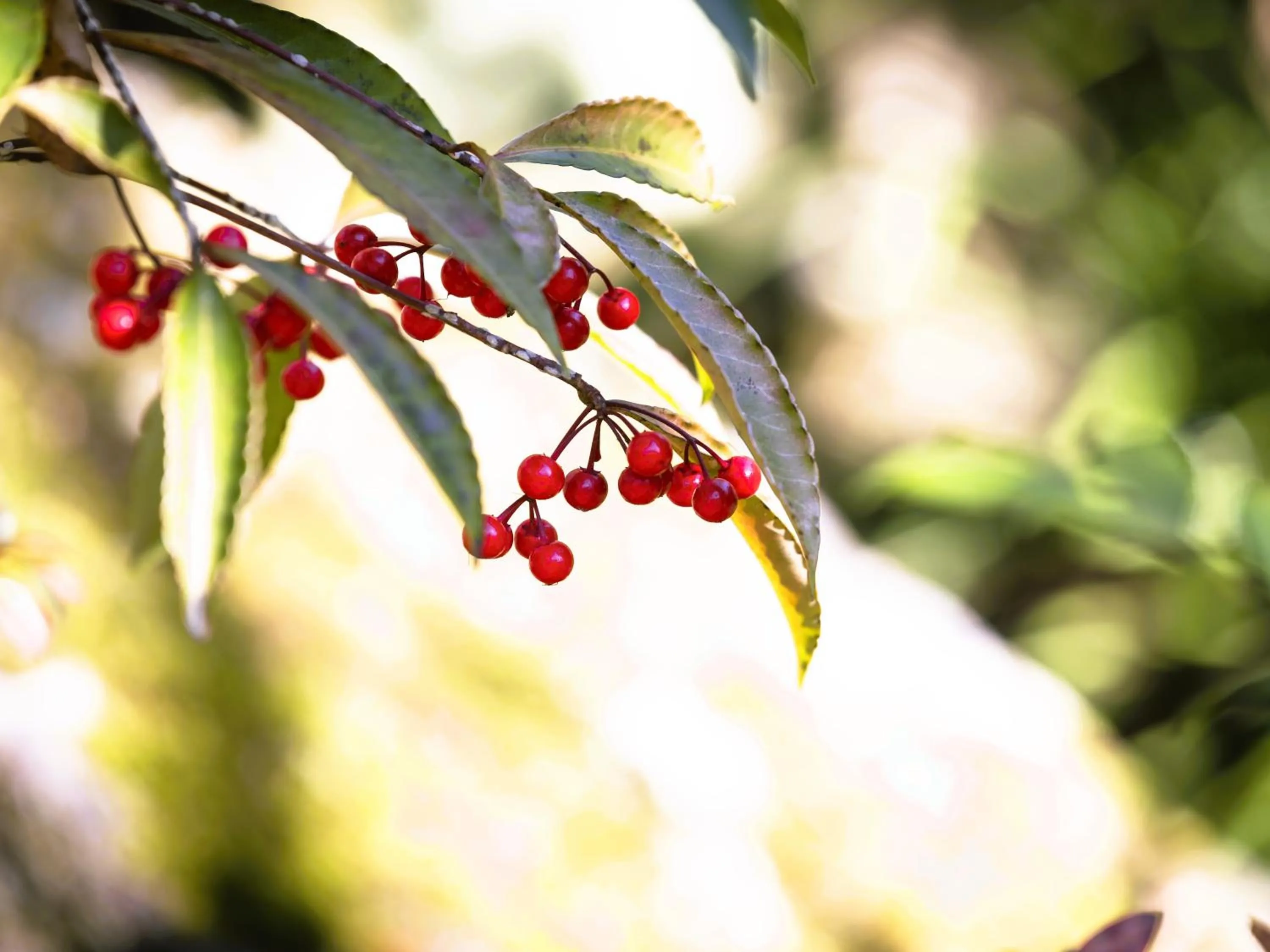 Garden in Hotaru no Yado Sendou