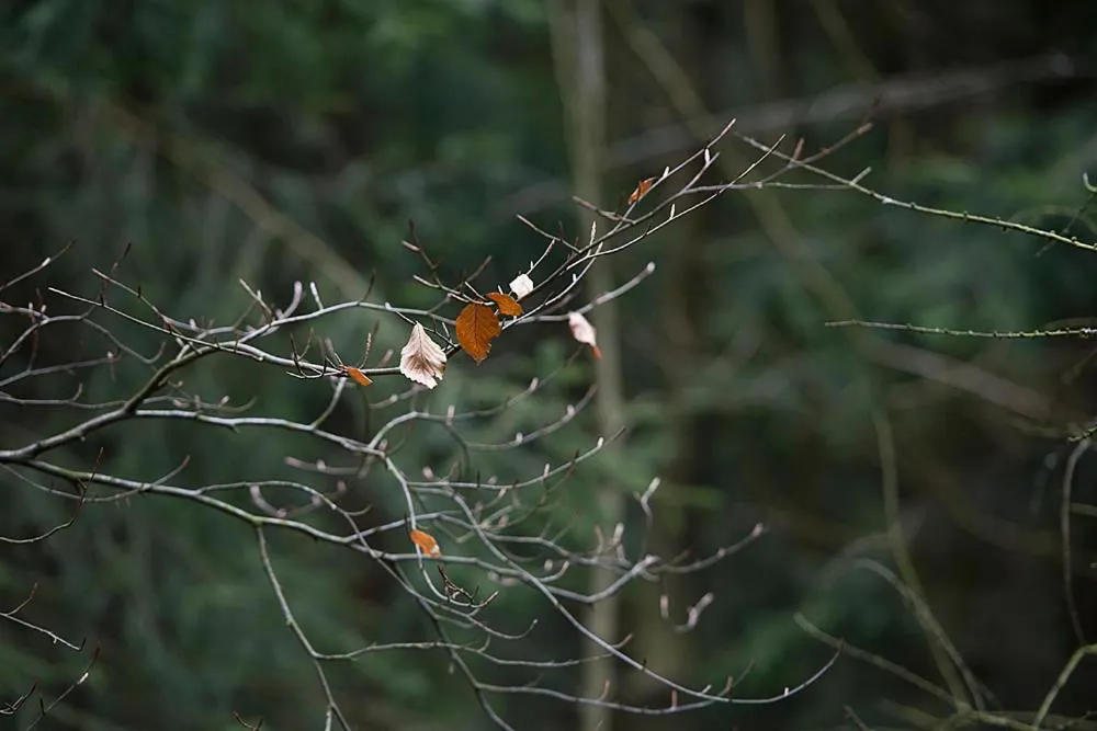 Hiking in Panorama Hotel