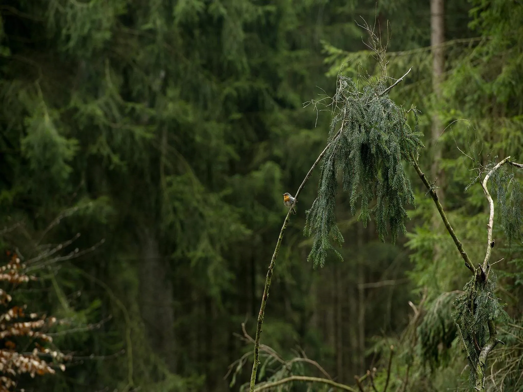 Area and facilities in Panorama Hotel