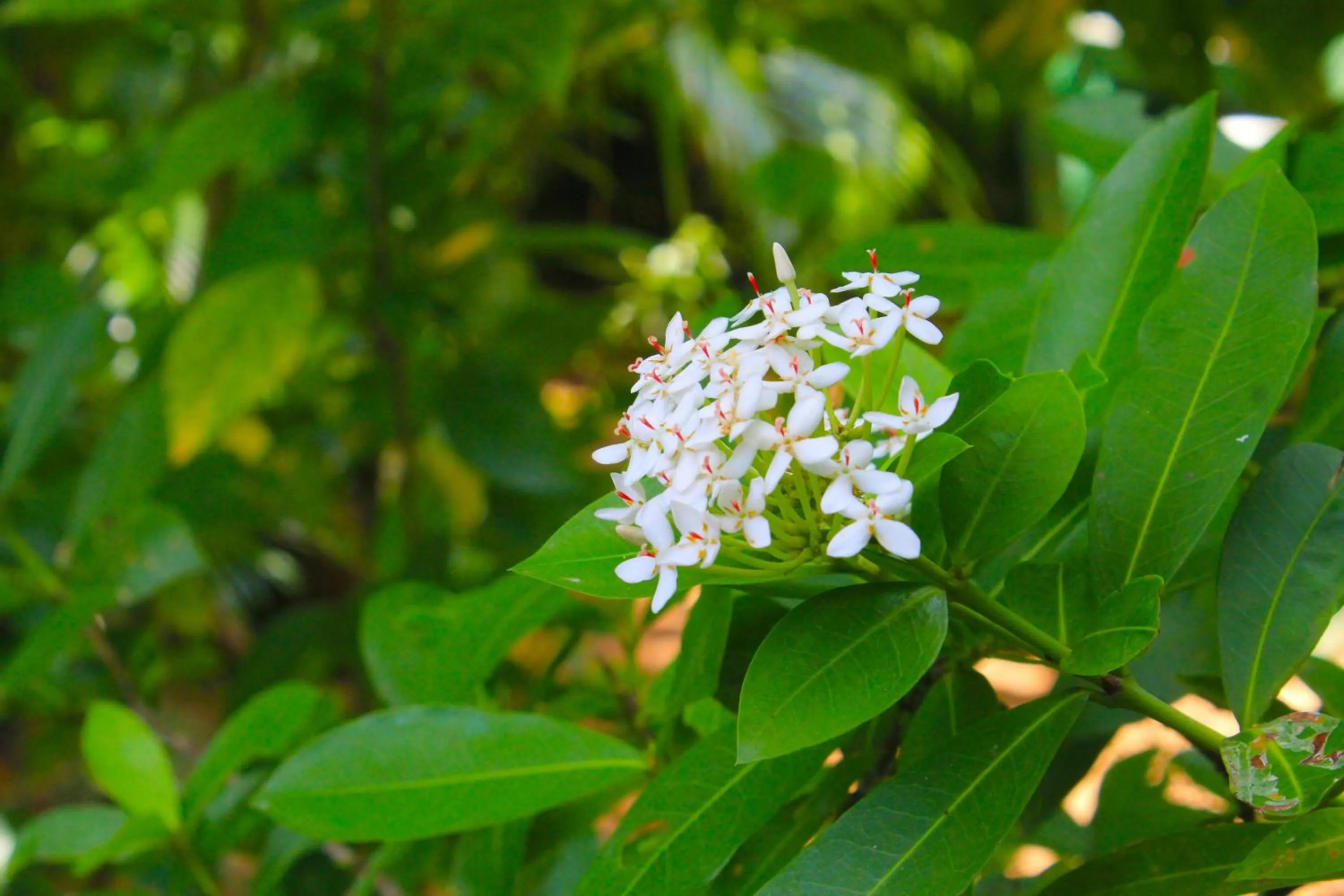 Garden in Sunrise Cottage
