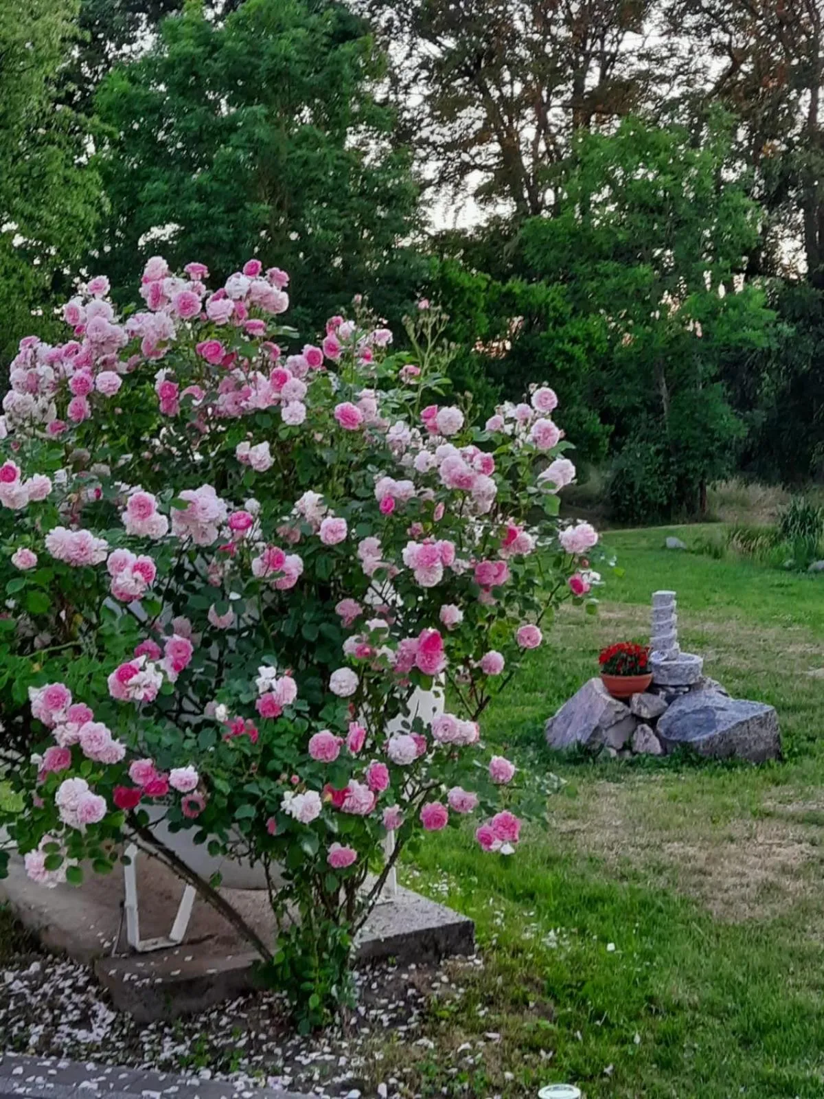 Garden in Dworek Natury