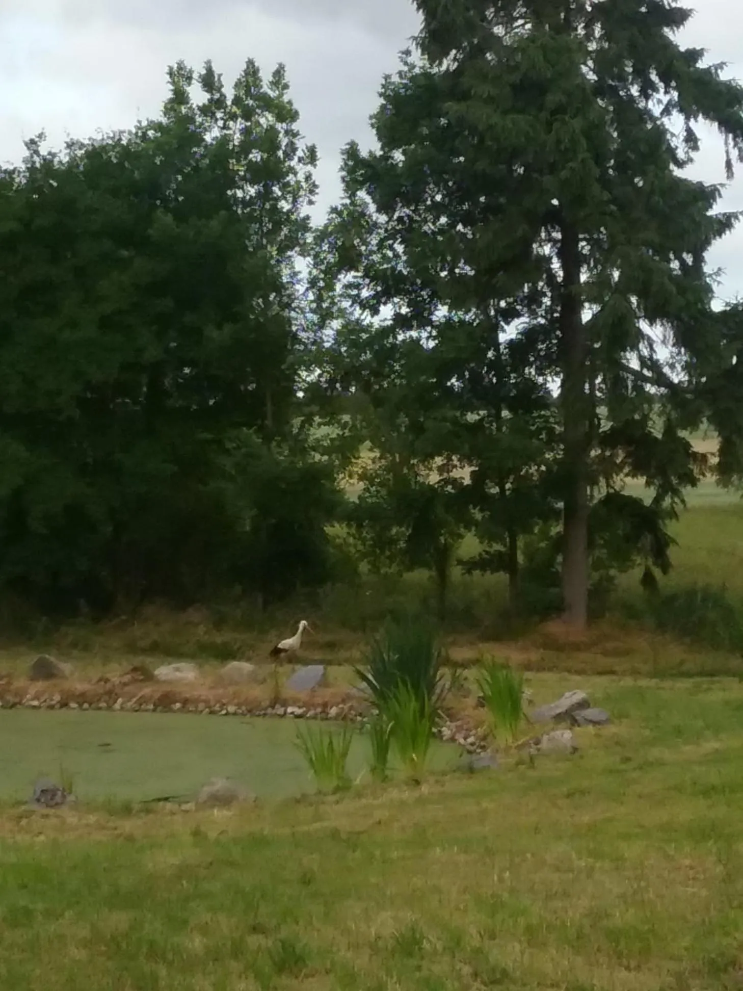 Garden in Dworek Natury