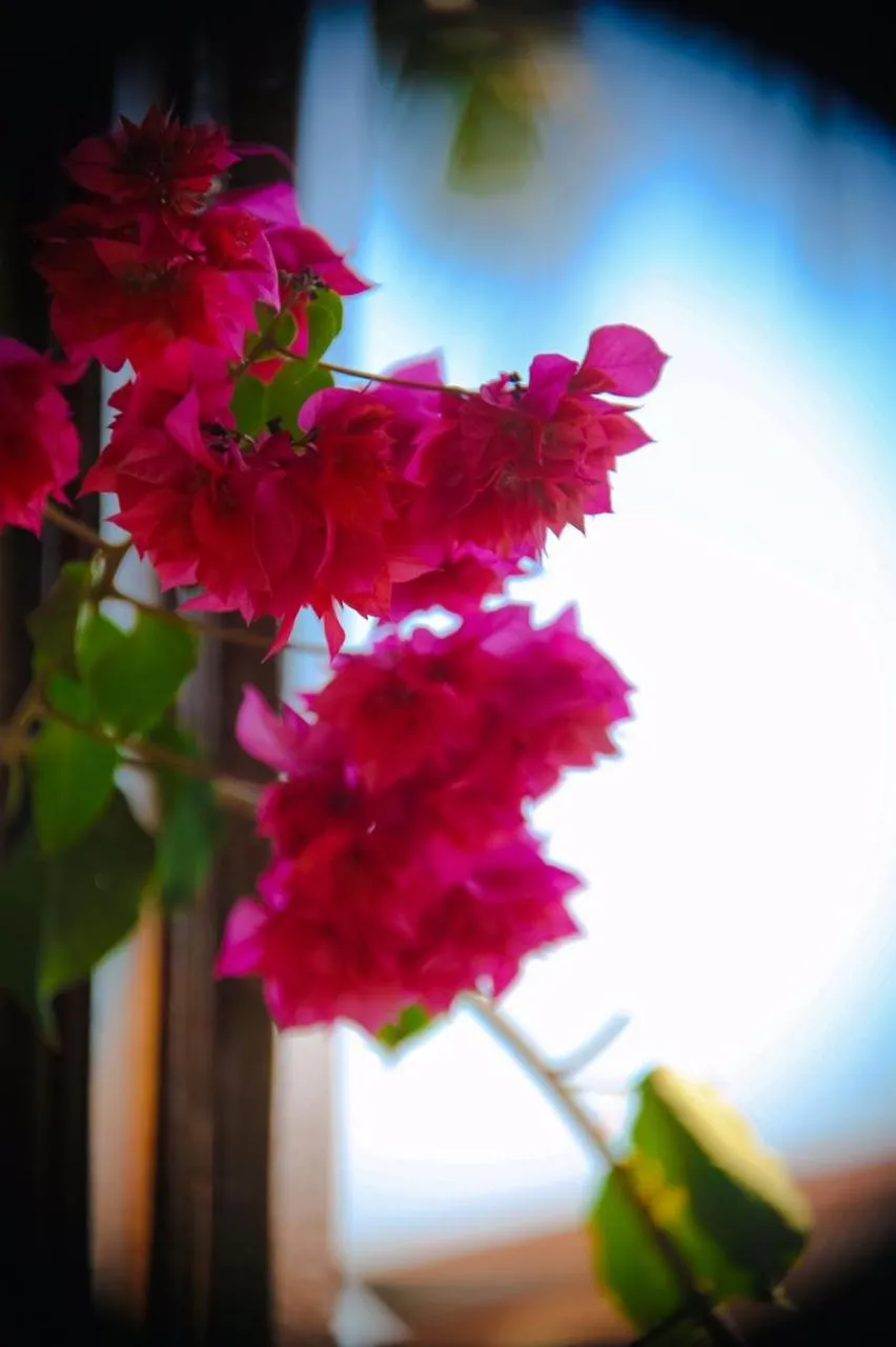 Garden in Garden Lodge