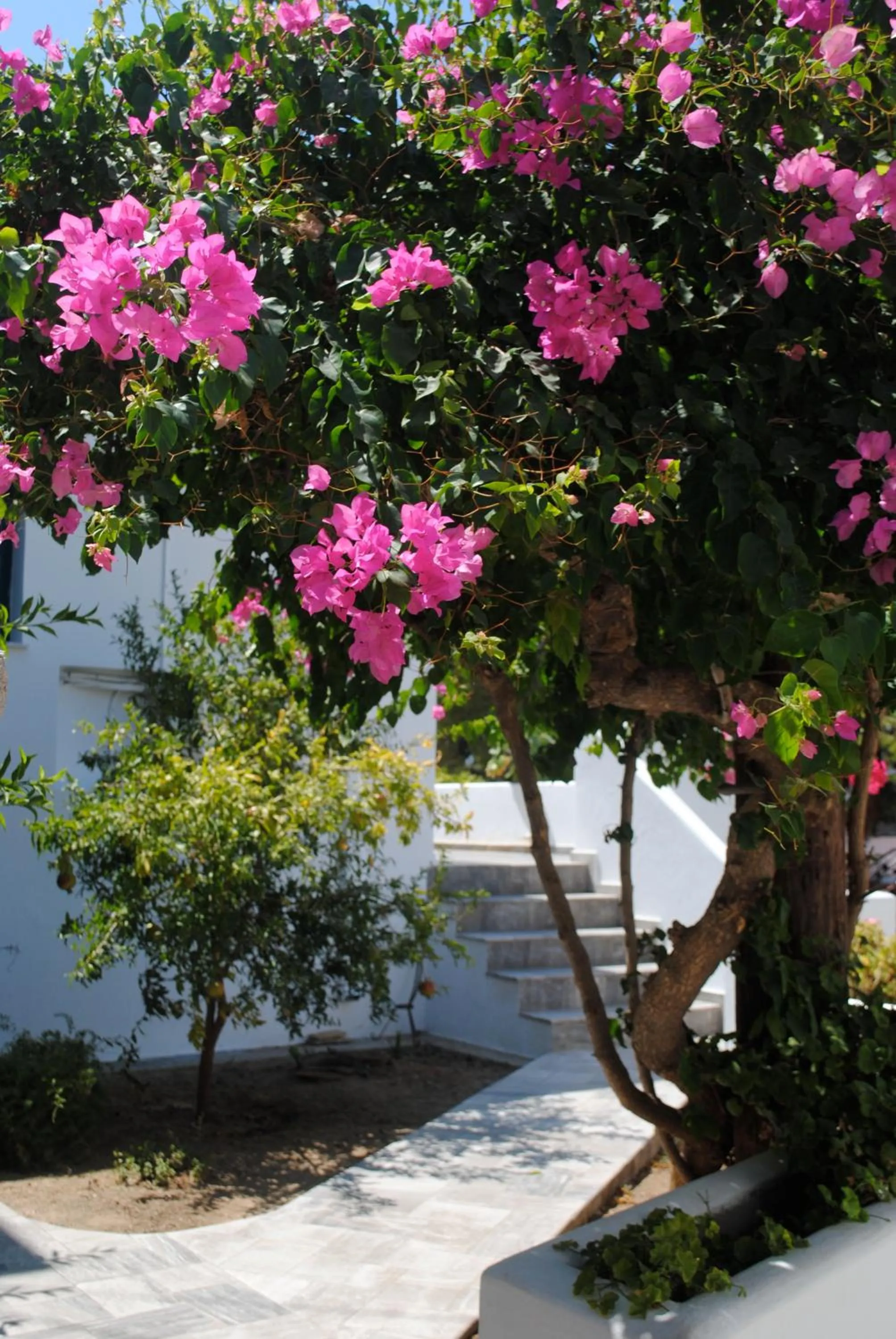 Garden in Apollonia Hotel