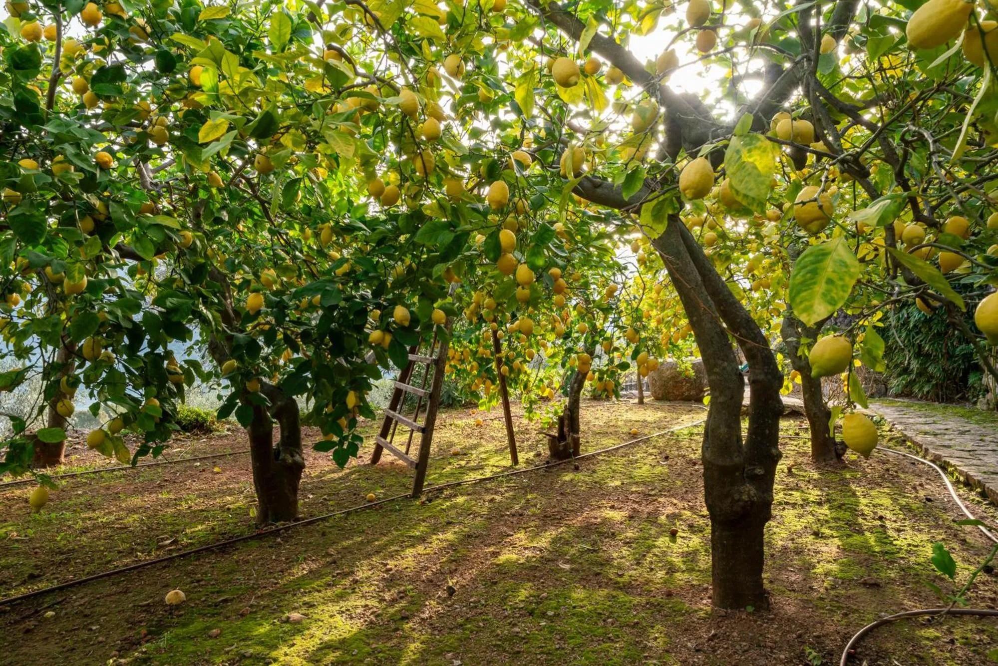 Garden in Ca's Xorc Luxury Retreat - ADULTS ONLY