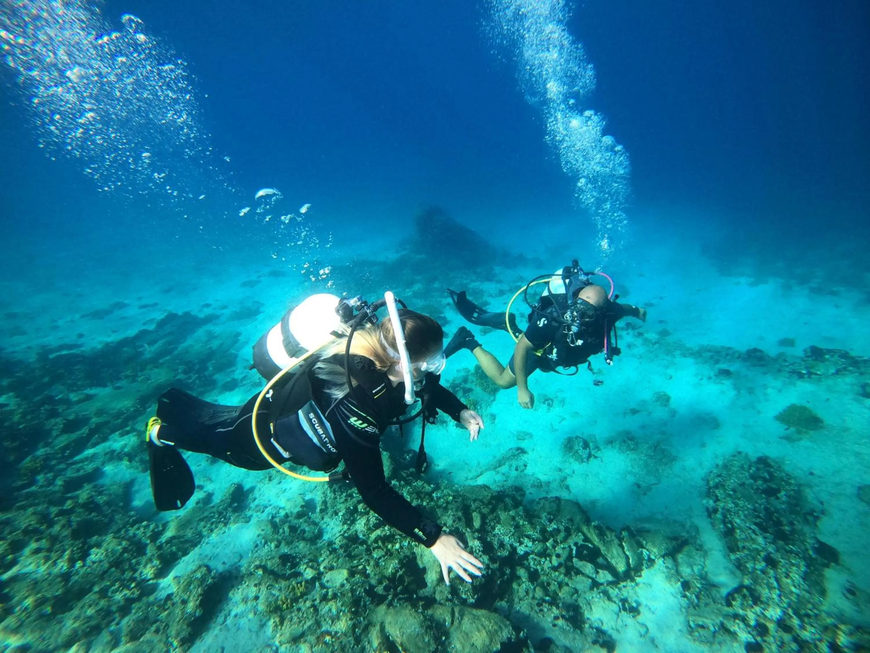 Pets in Alexandros Palace