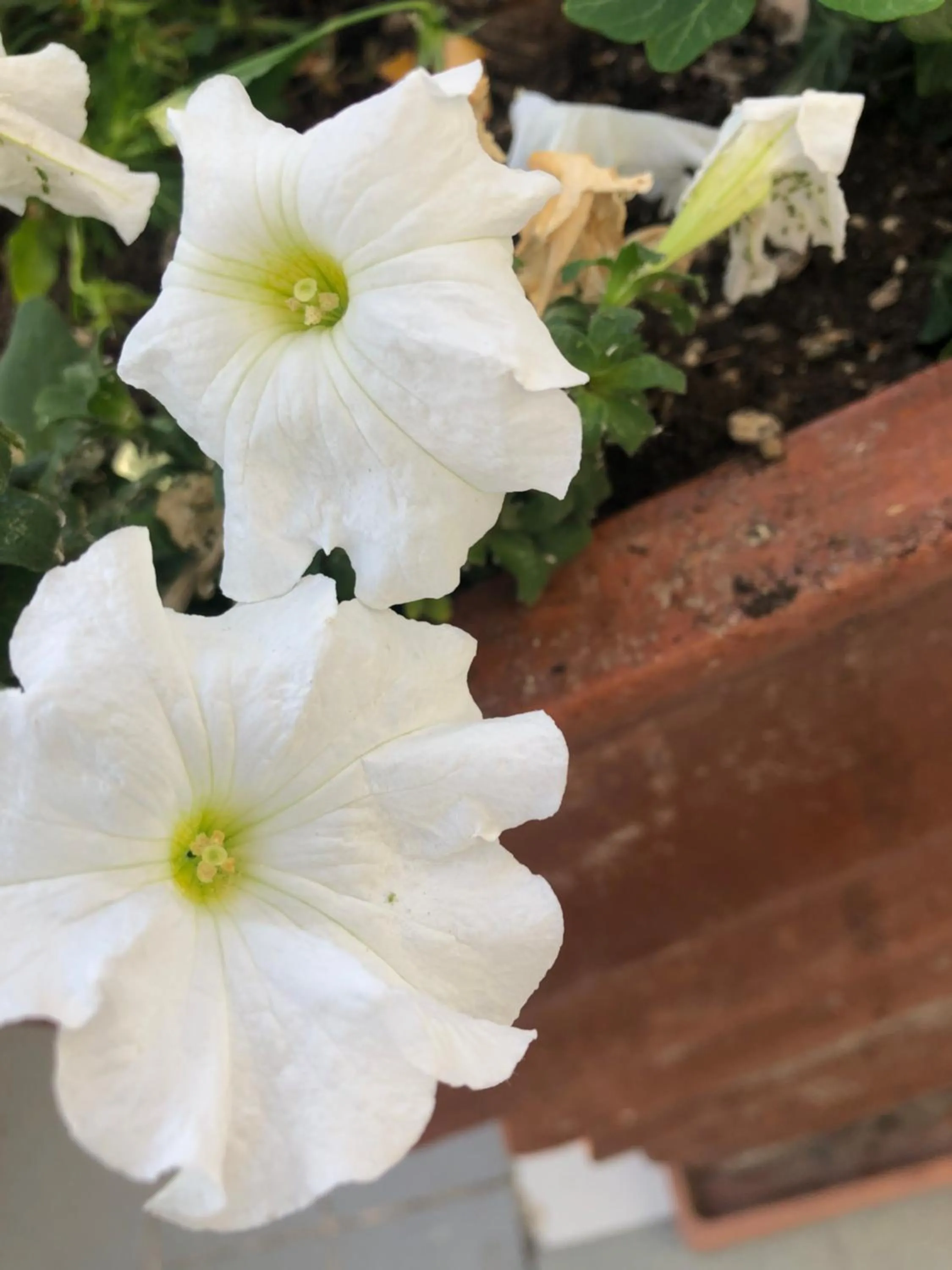 Garden in ACasaMia WelcHome Hotel