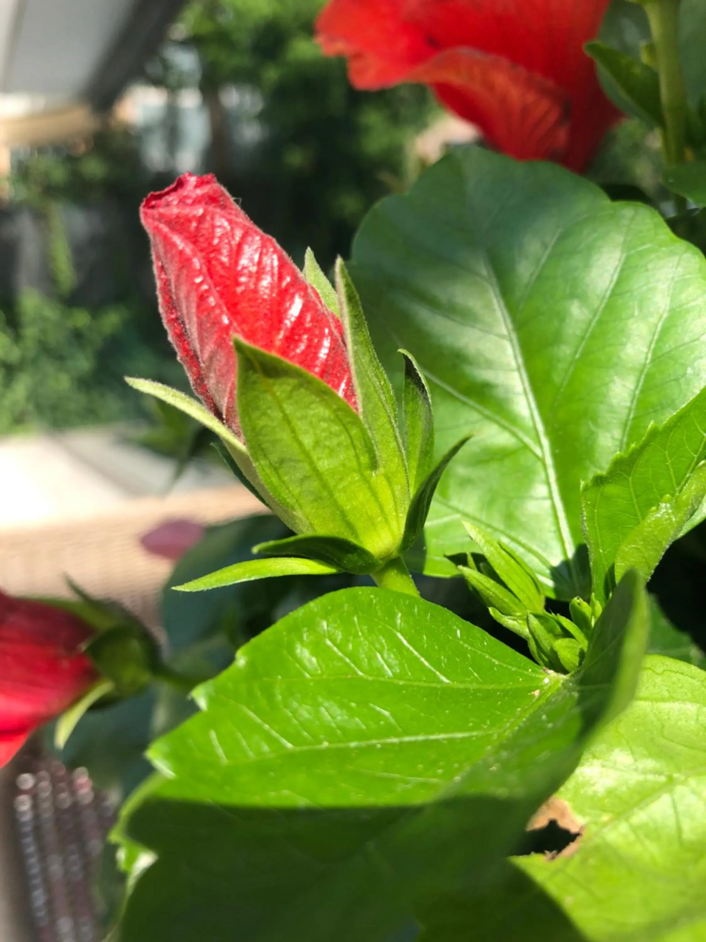 Garden in ACasaMia WelcHome Hotel