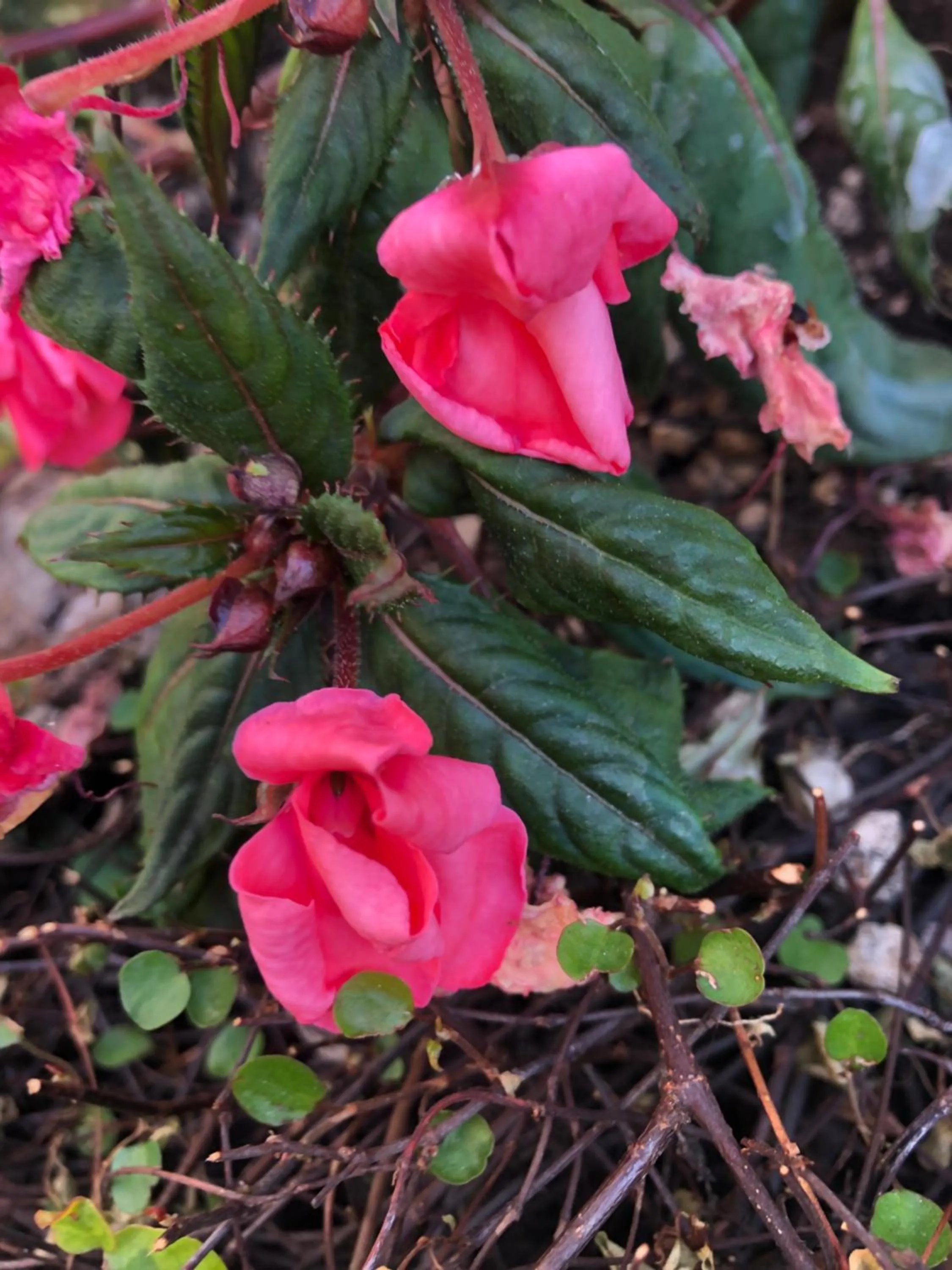 Garden in ACasaMia WelcHome Hotel