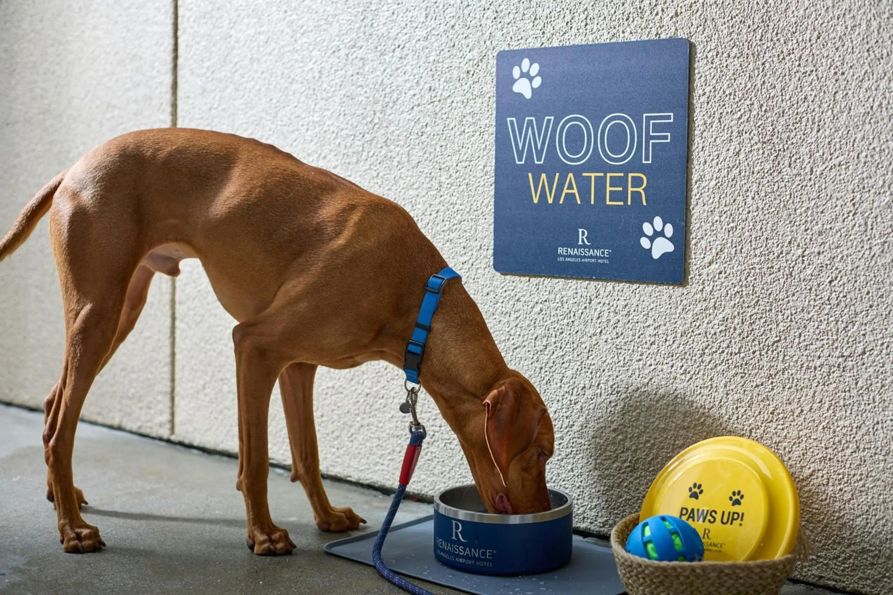 Other in Renaissance Los Angeles Airport Hotel