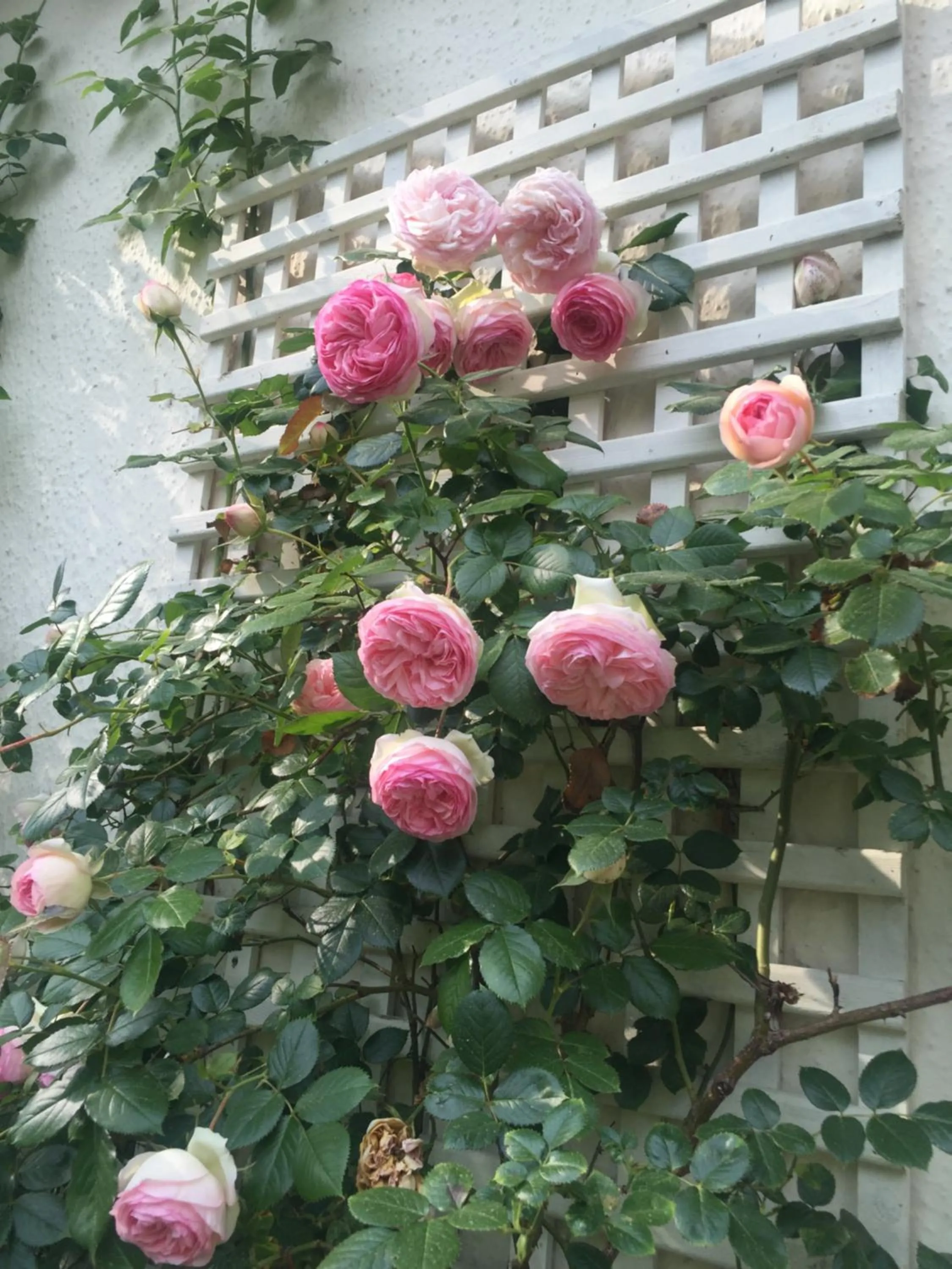 Garden in Demeure d'Hôtes Haec Otia