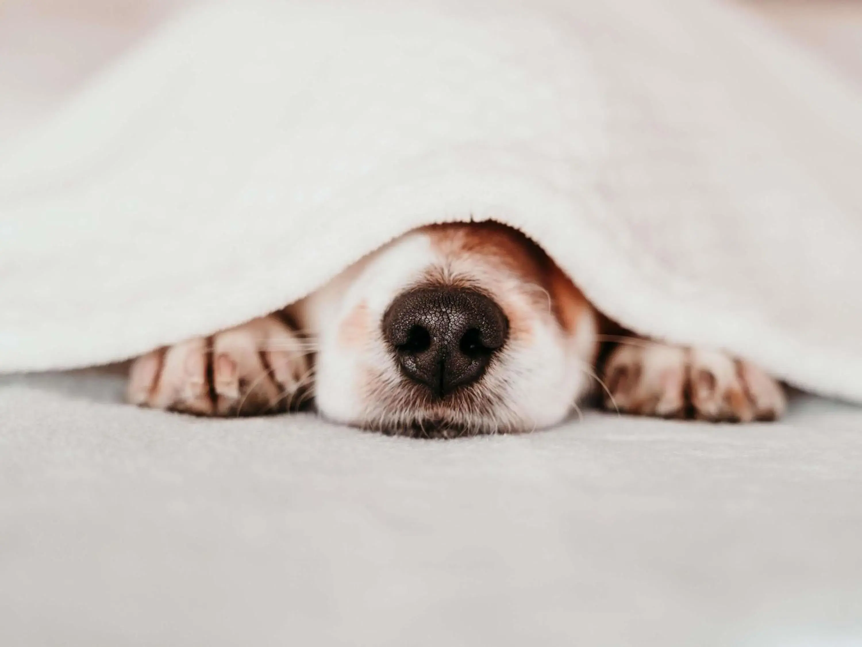 Adapted Double Room - single occupancy in Hotel ibis budget Aix Les Bains - Grésy Adapted Double Room - single occupancy in Hotel ibis budget Aix Les Bains - Grésy