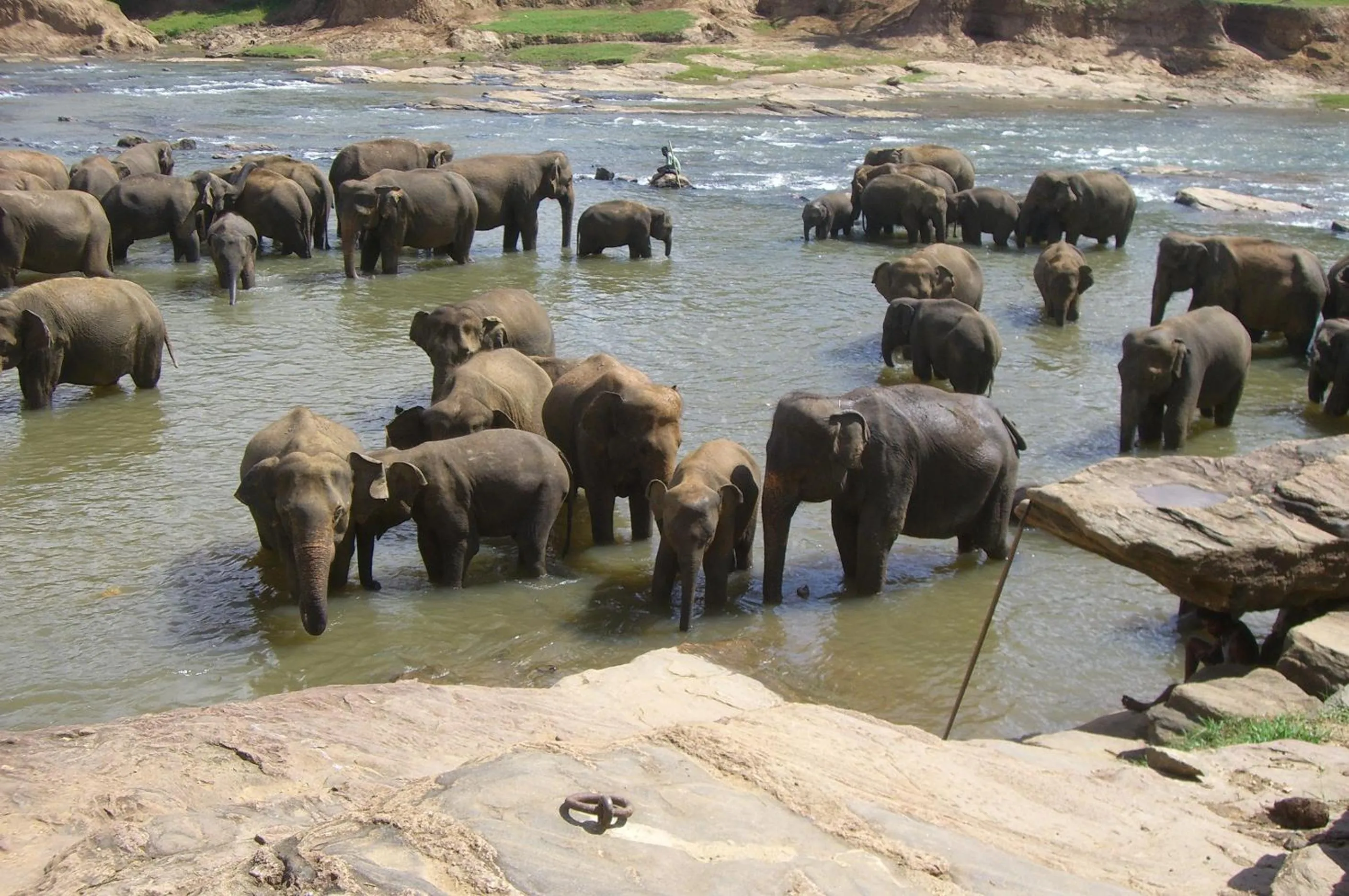 Animals in Risenlak Holiday Resort