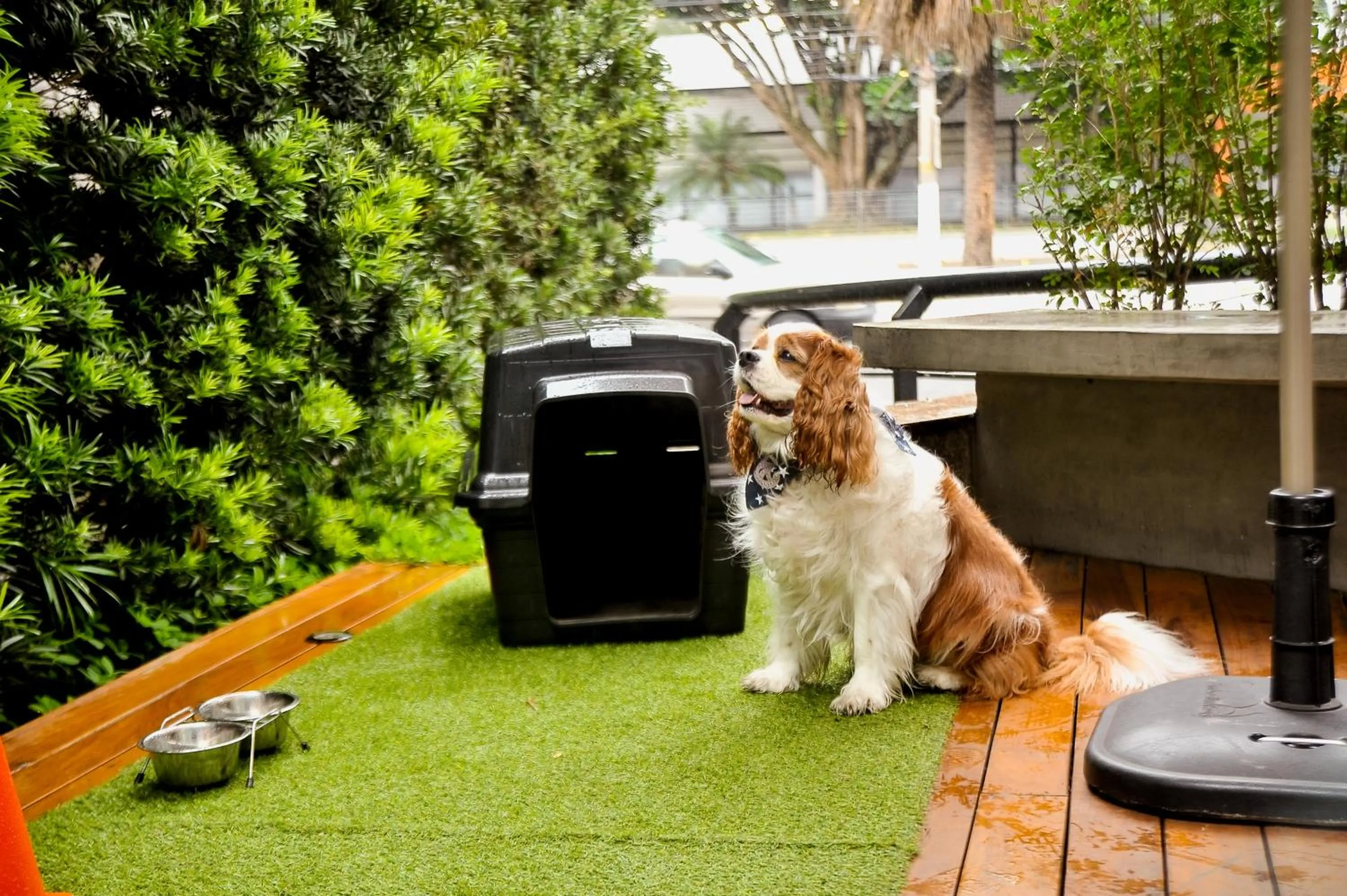 Pets in Intercity São Paulo Ibirapuera