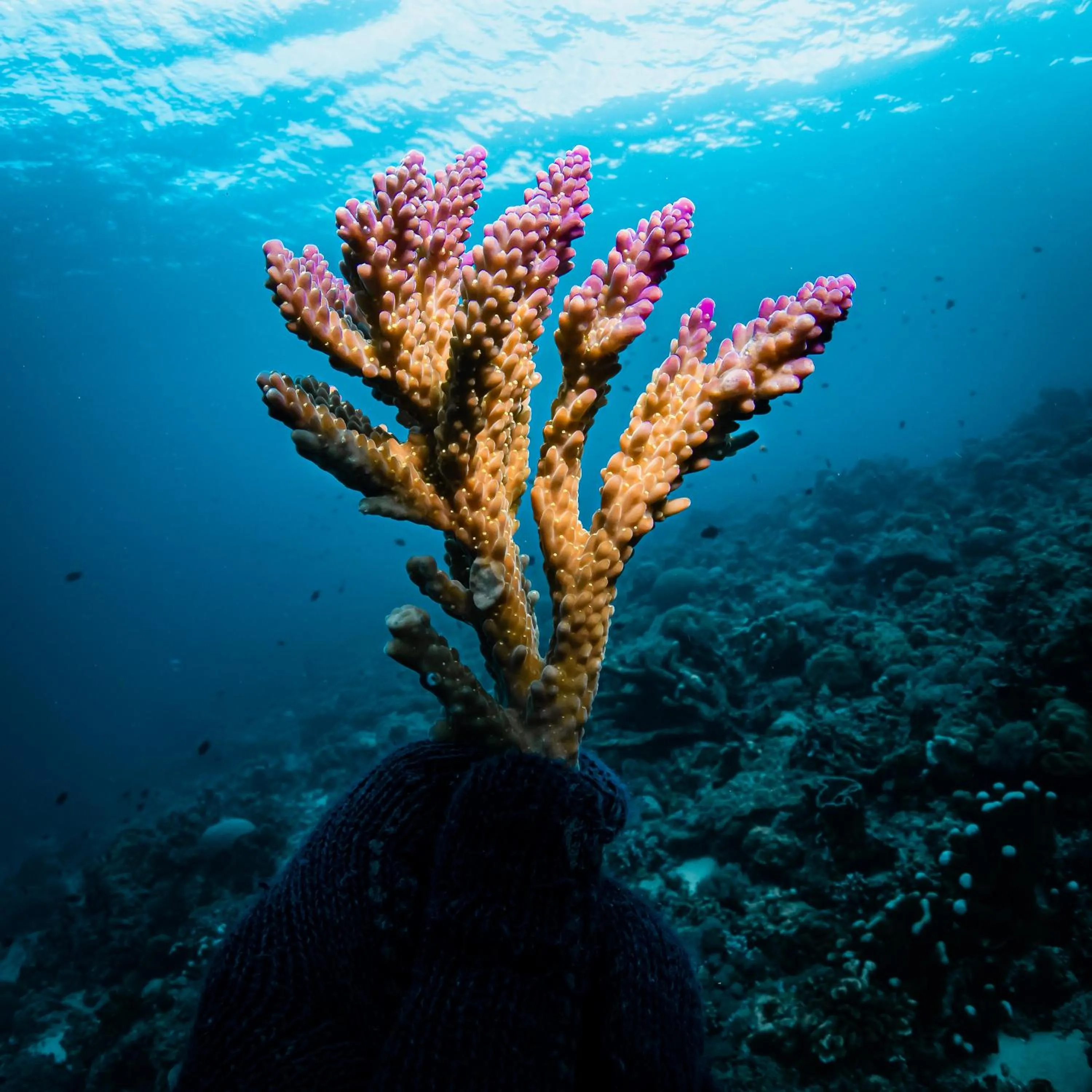 Diving in Tevana House Reef