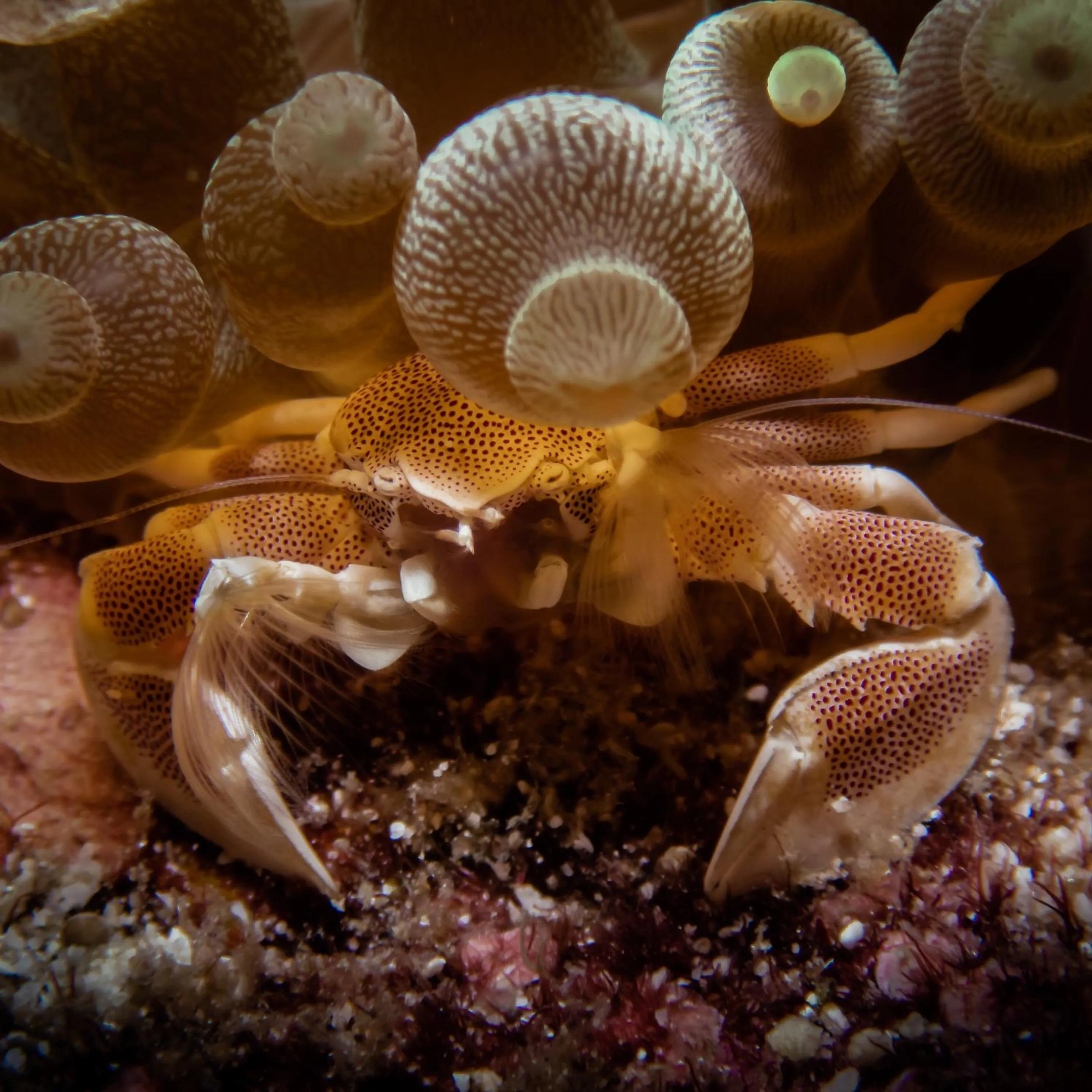 Diving in Tevana House Reef