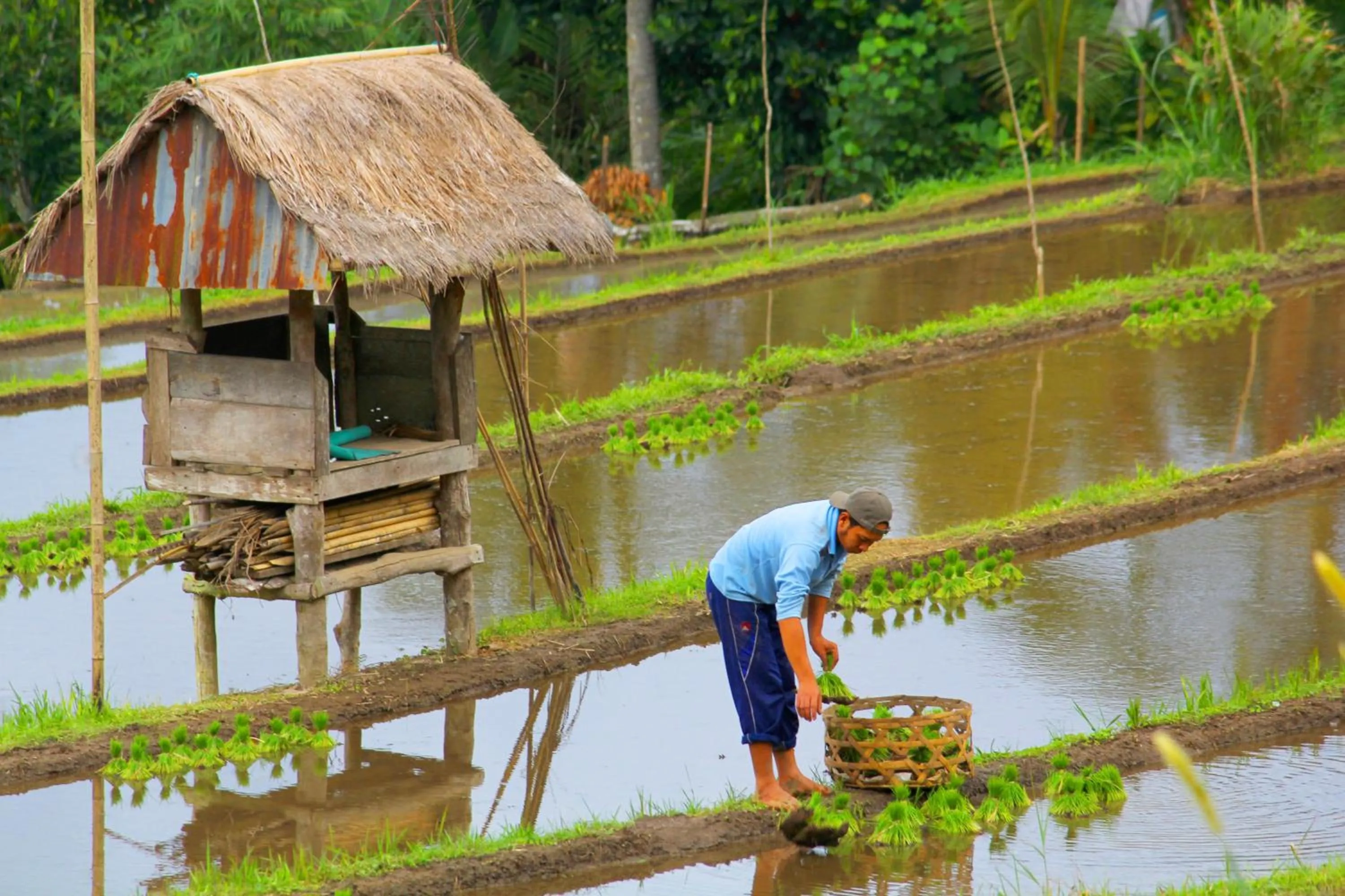 Hiking in Bali Bening