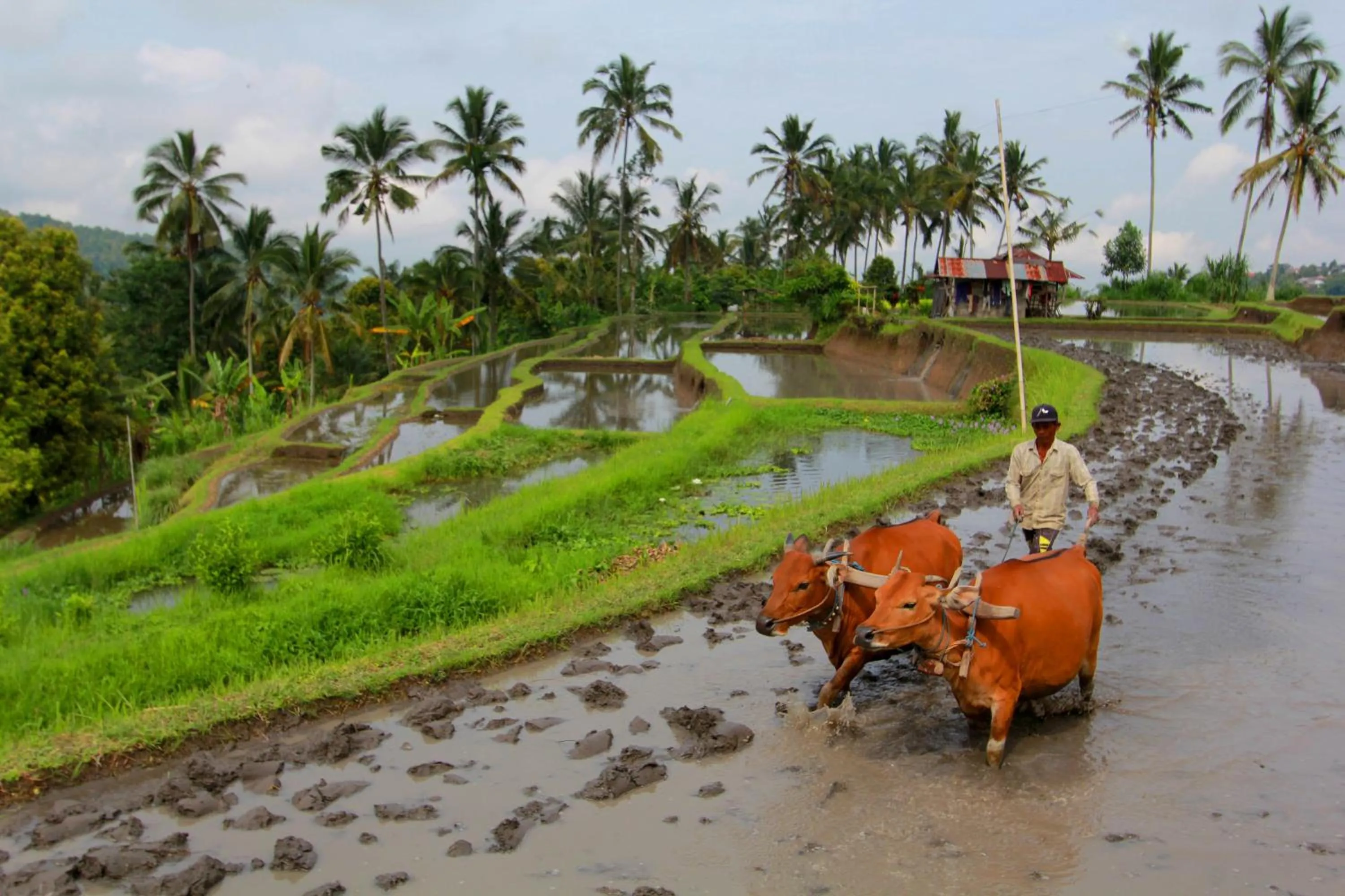 Hiking in Bali Bening