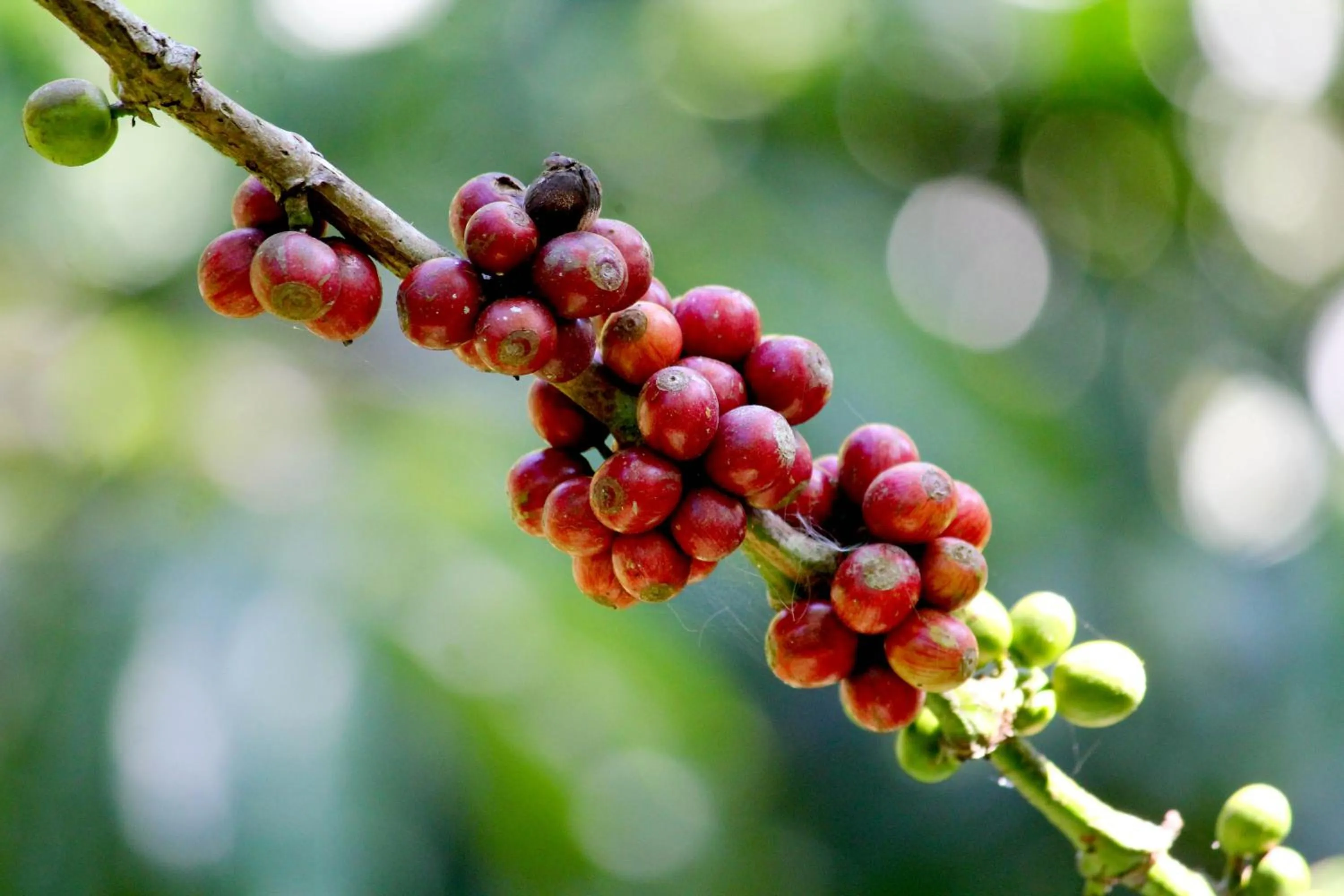 Activities in Bali Bening