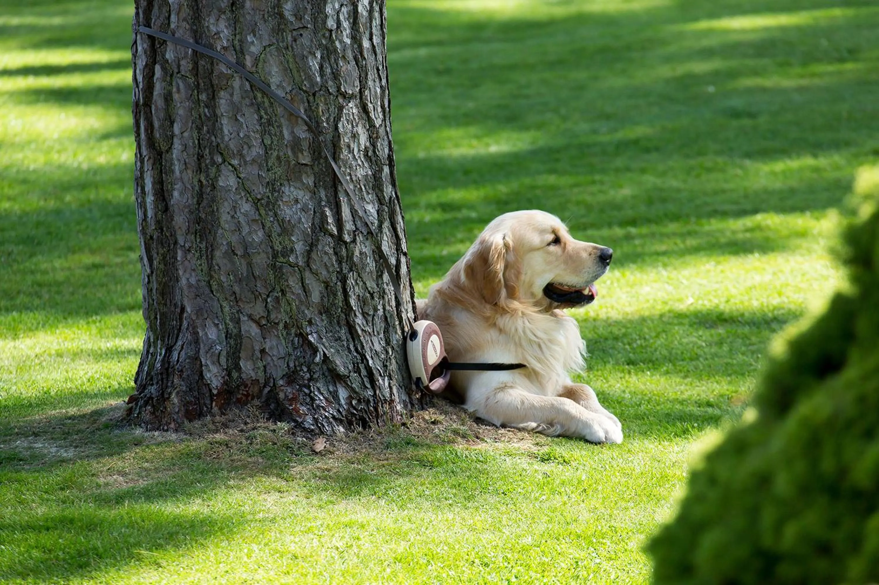 Garden in Knoll House