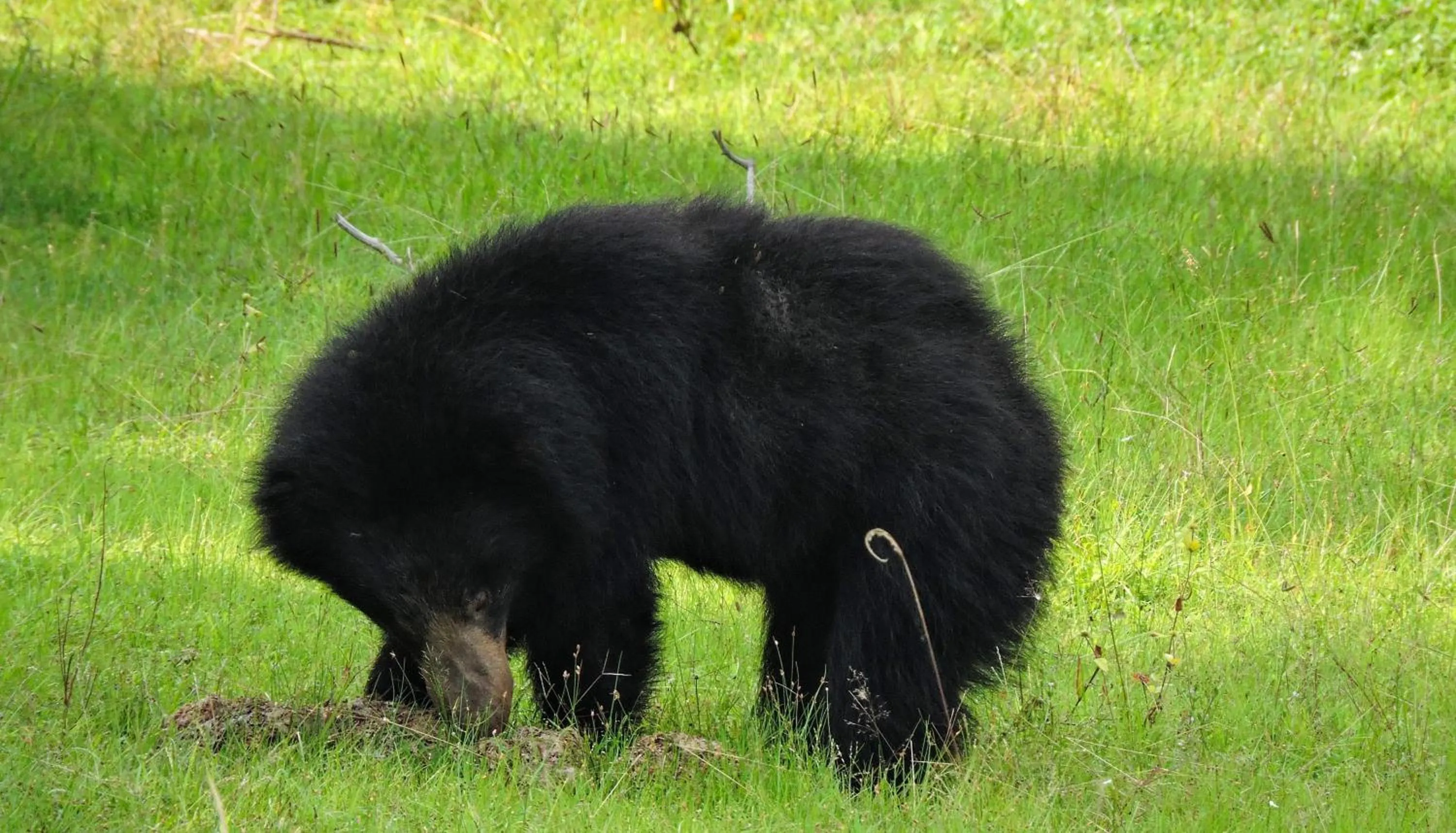 Animals in Arana Yala