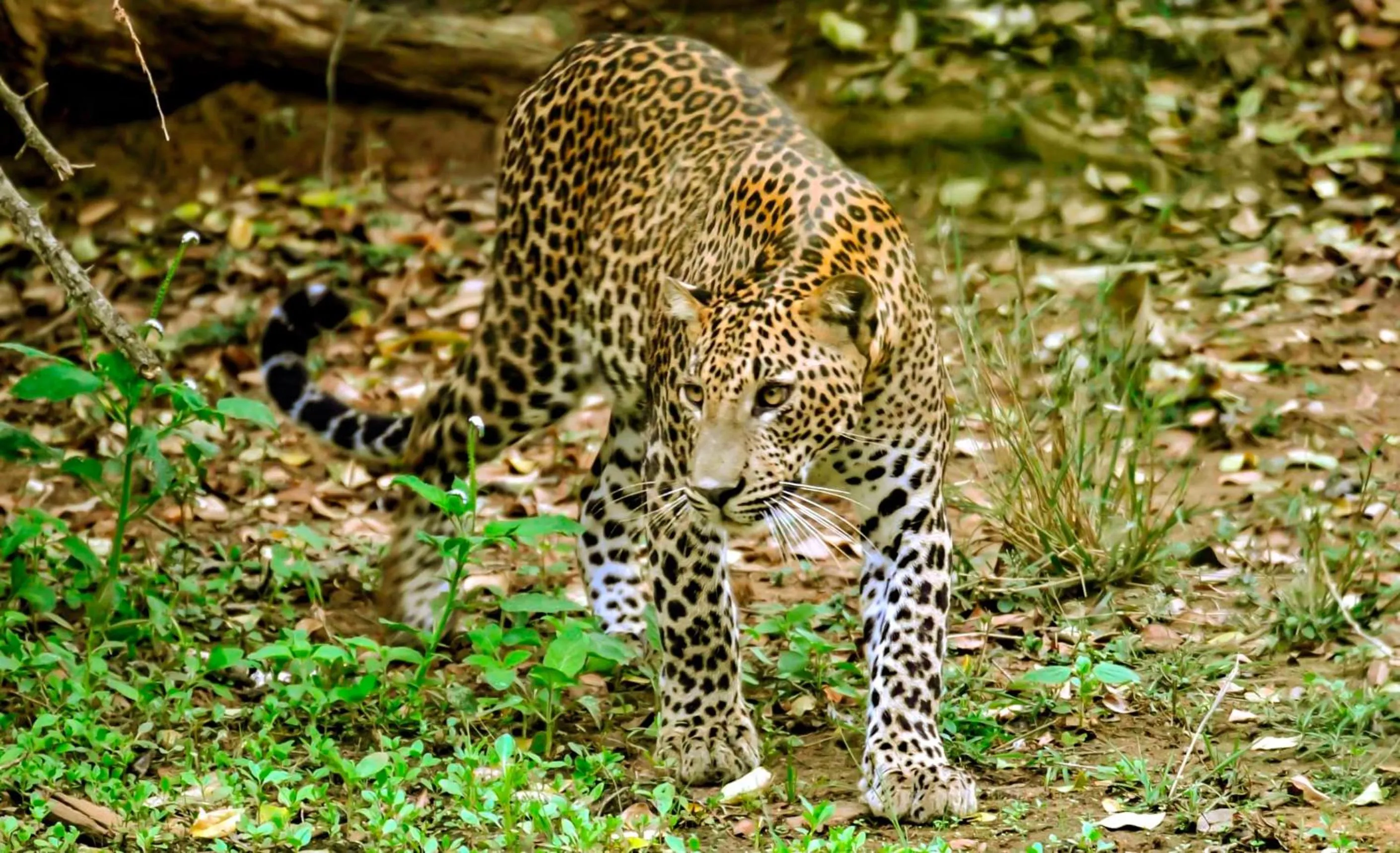Animals in Arana Yala
