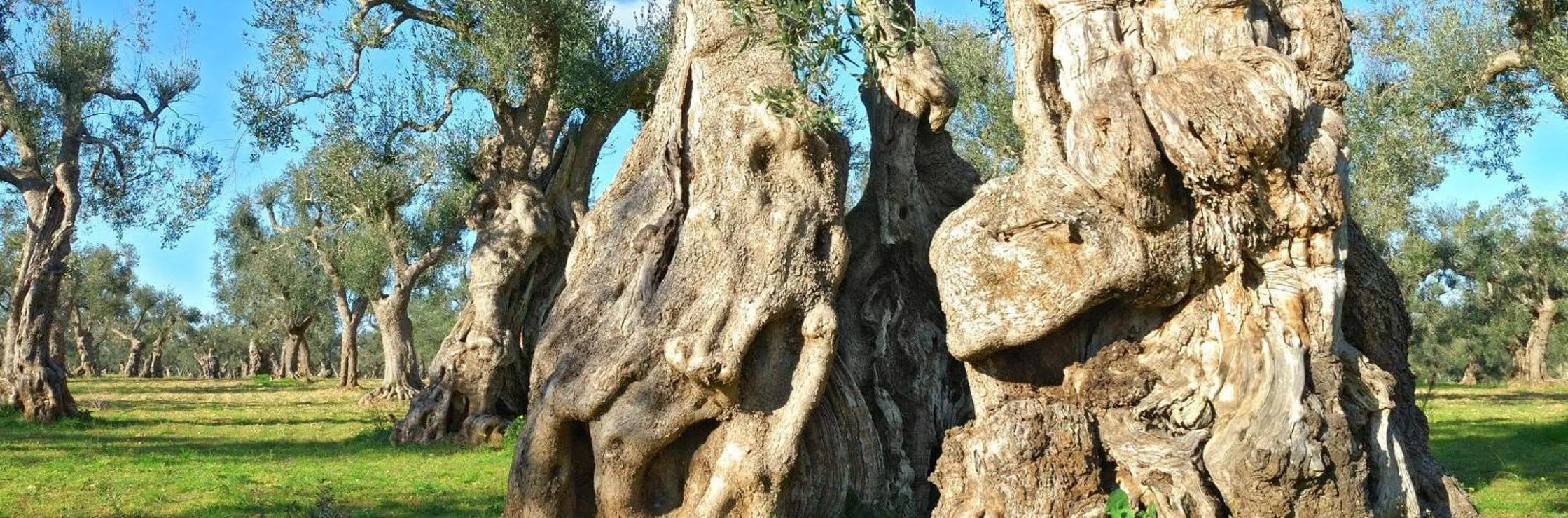 Trulli Resort Monte Pasubio Trulli bbalberobellocom