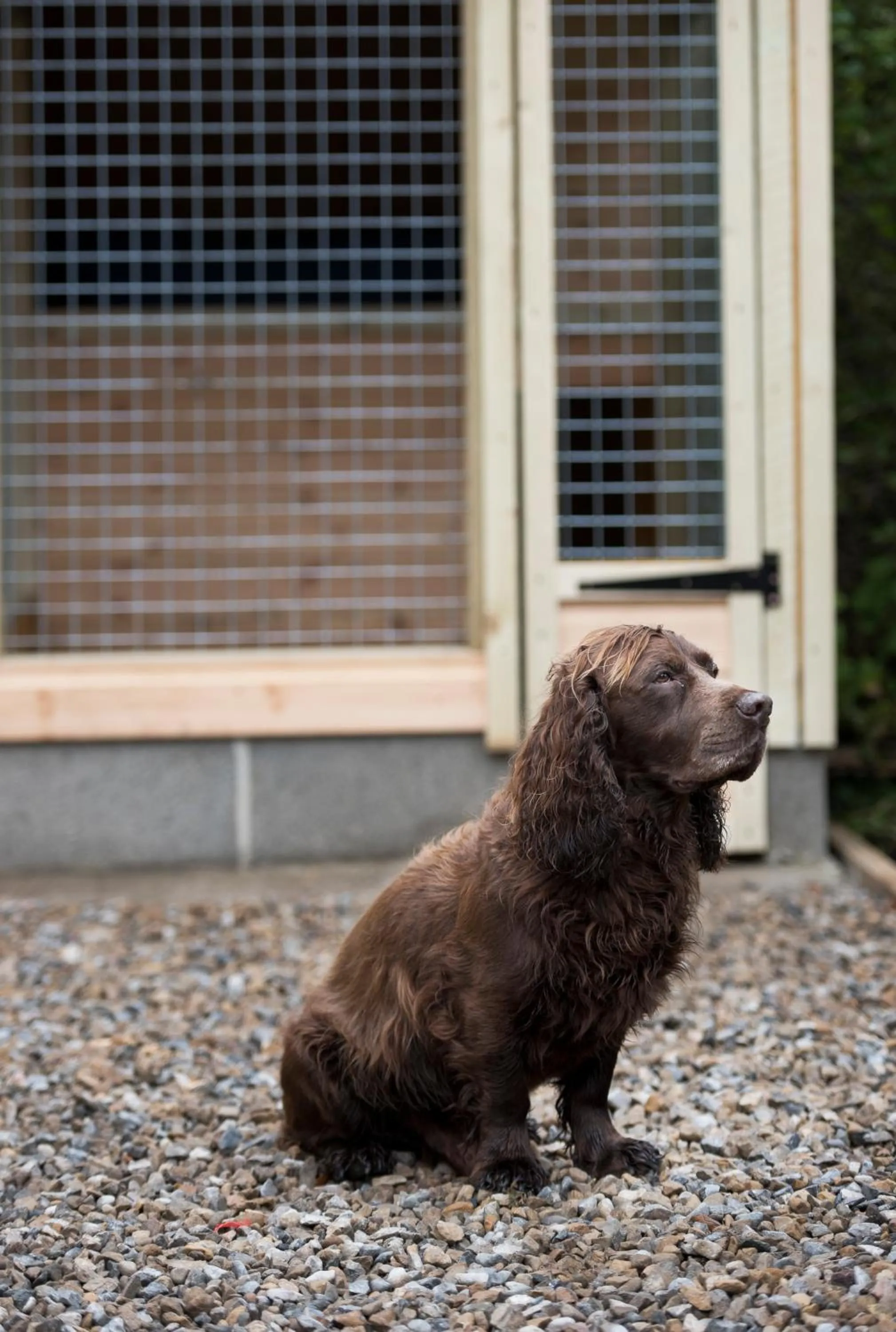 Pets in The Cookie Jar