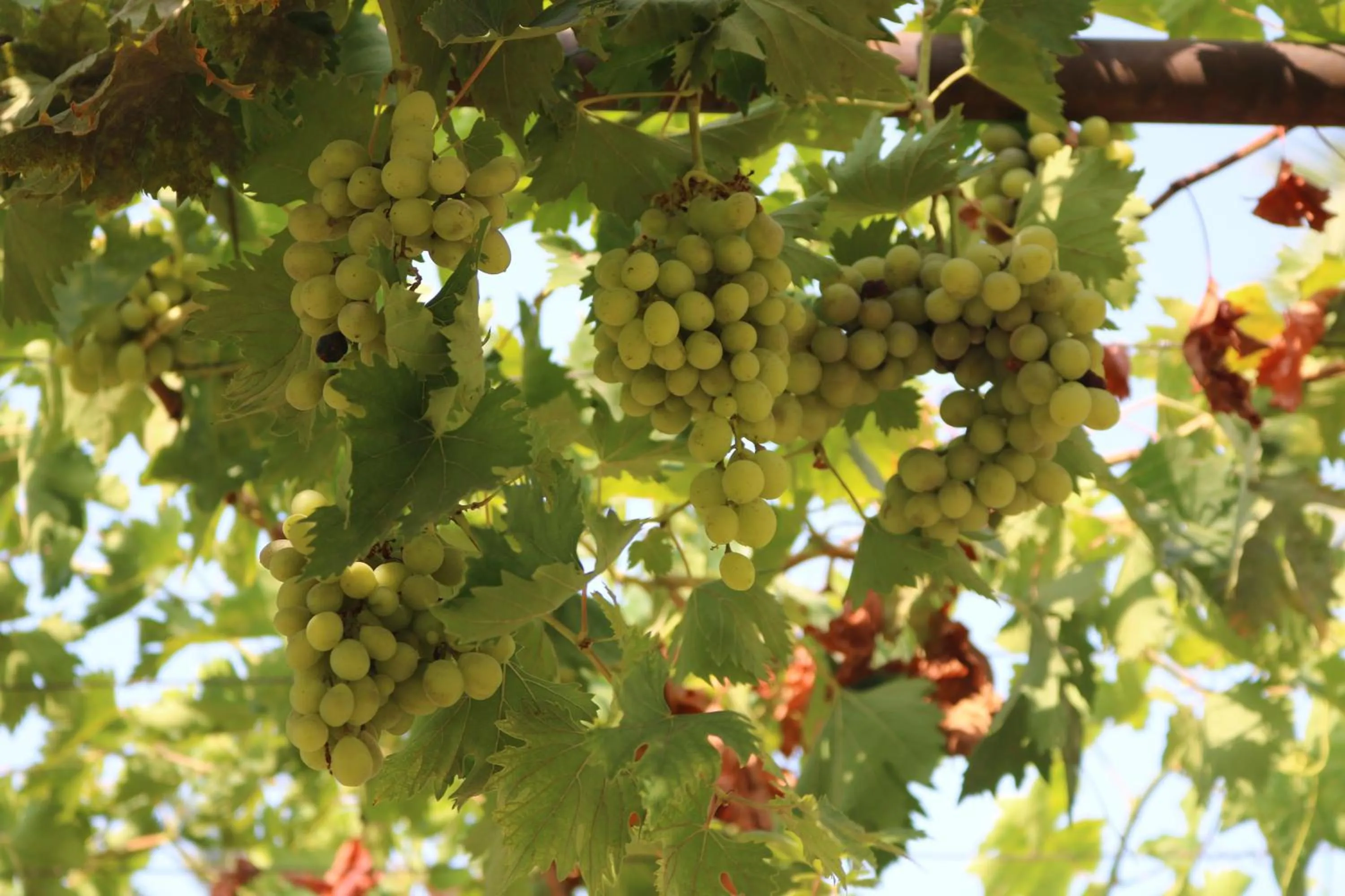 Spring in Meryem's Hotel