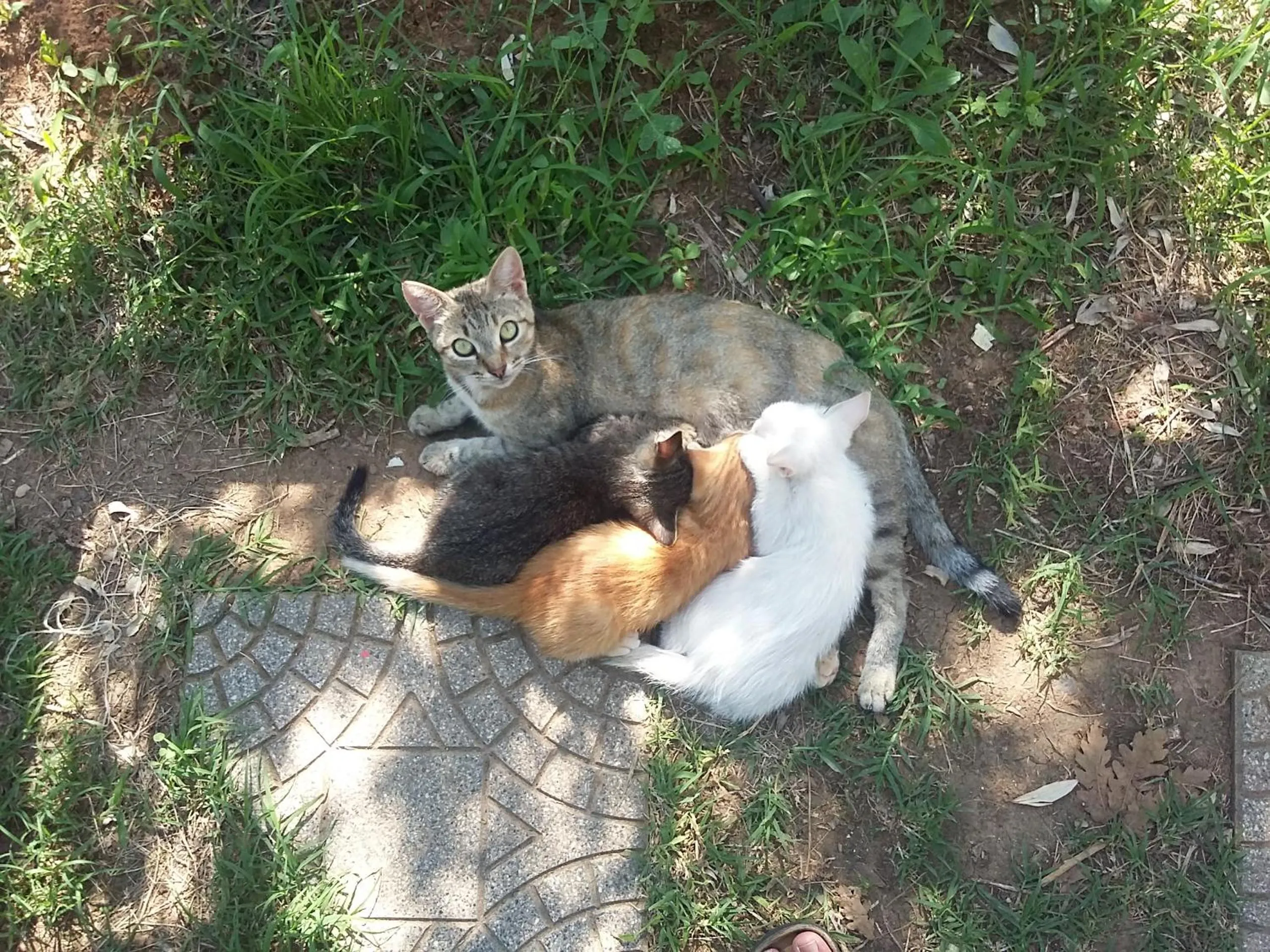 Property building in Agriturismo Cisogna