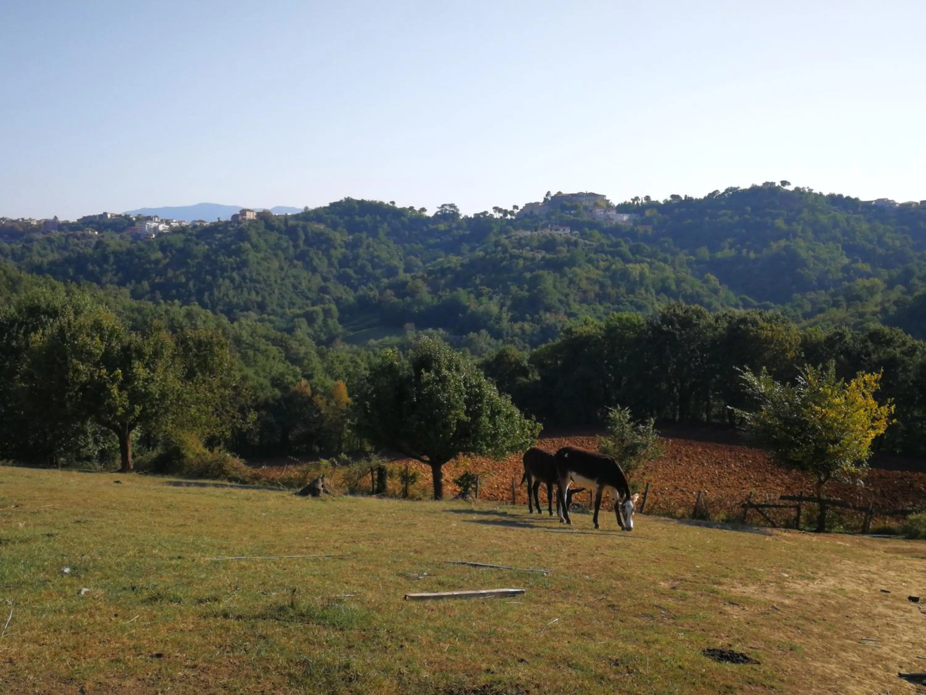Animals in Agriturismo Cisogna