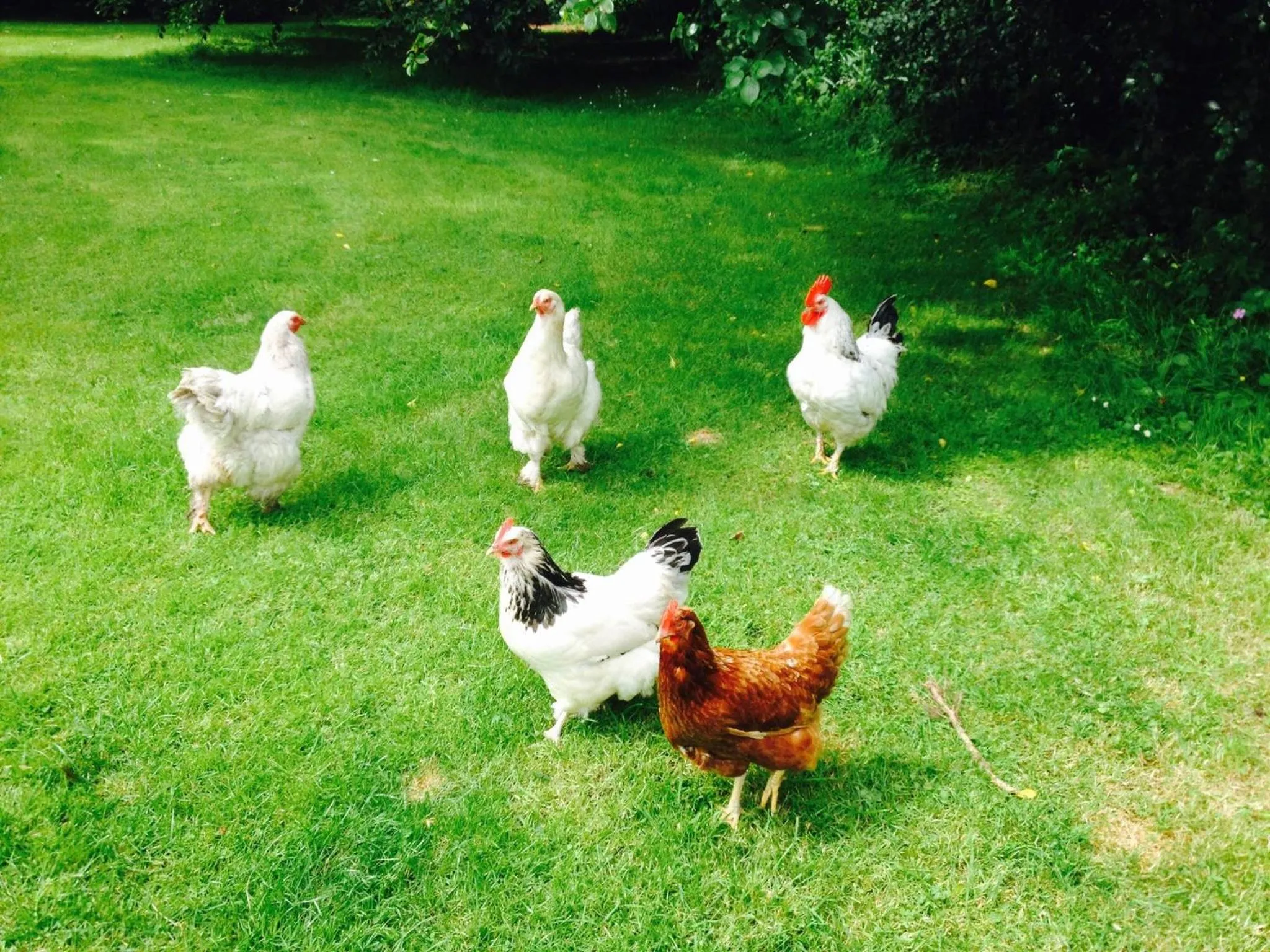 Animals in Corriebeg Cottage