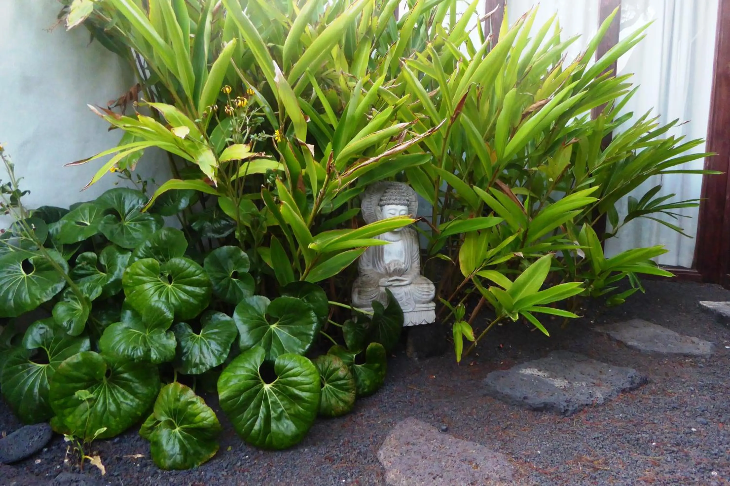 Garden in Villa El Inti