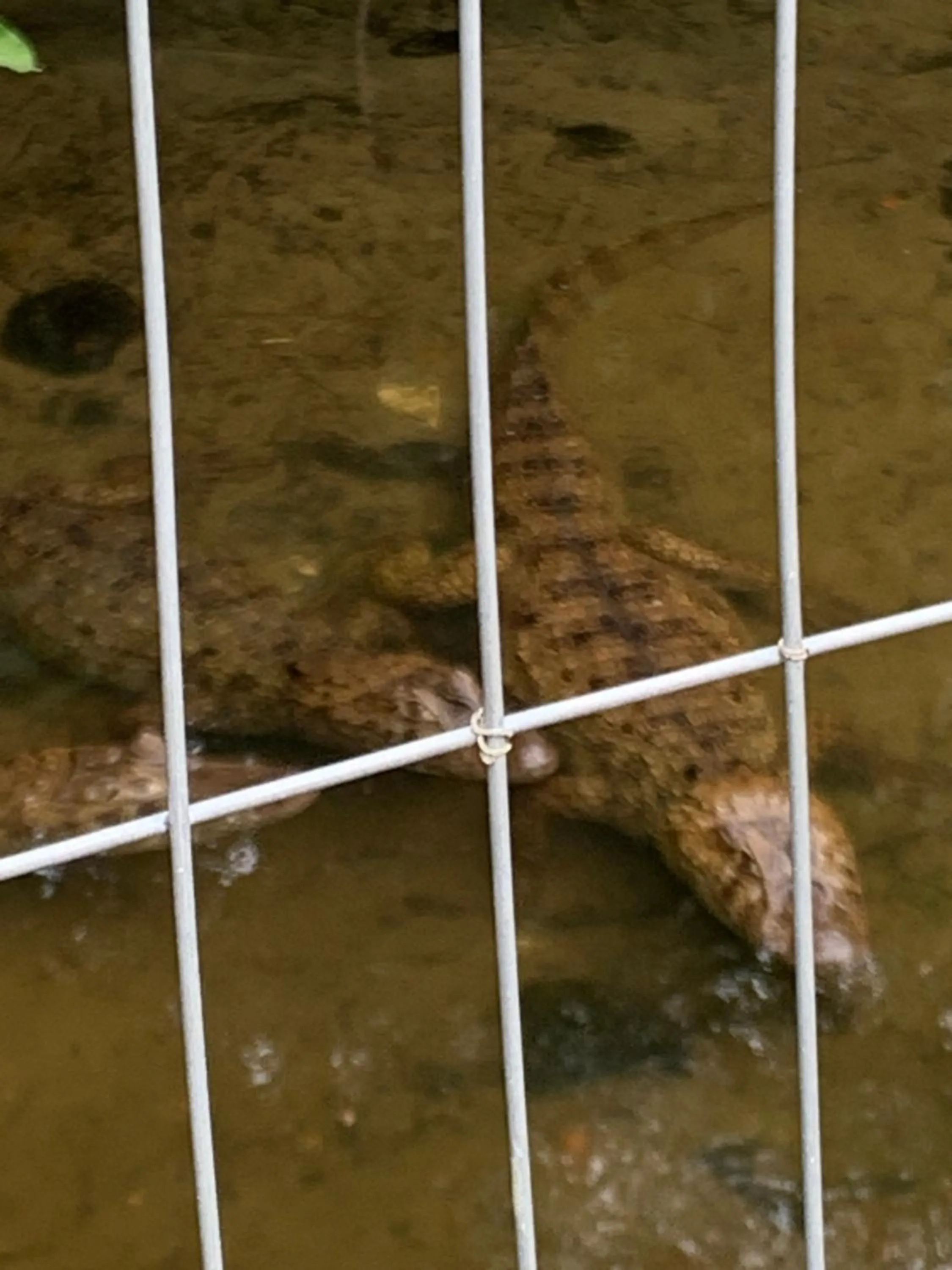 Animals in Recanto da Sol