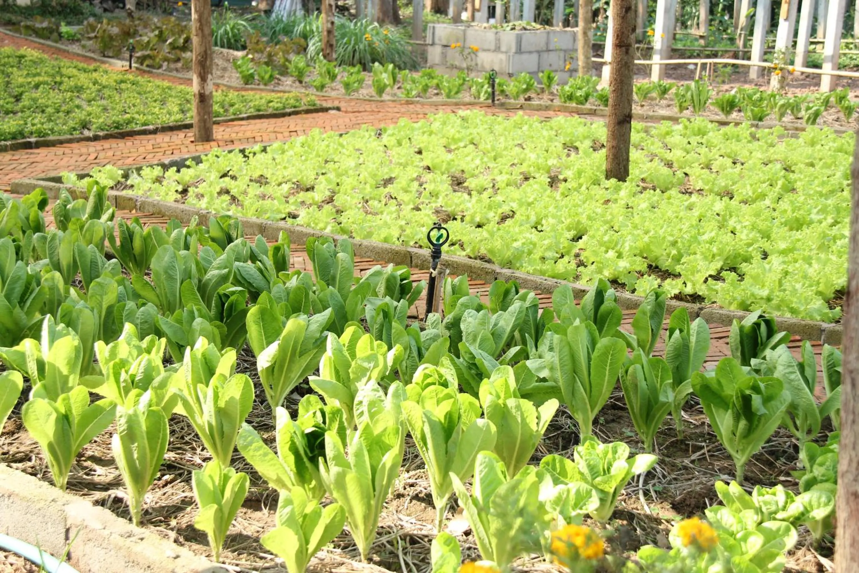 Garden in Le Palais Juliana