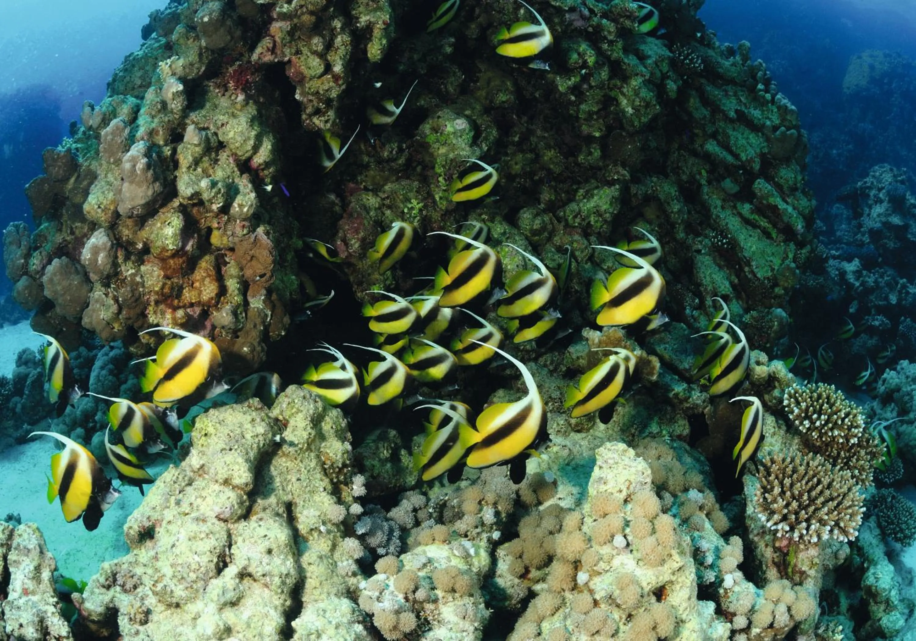 Snorkeling in Movenpick Taba Resort & Spa