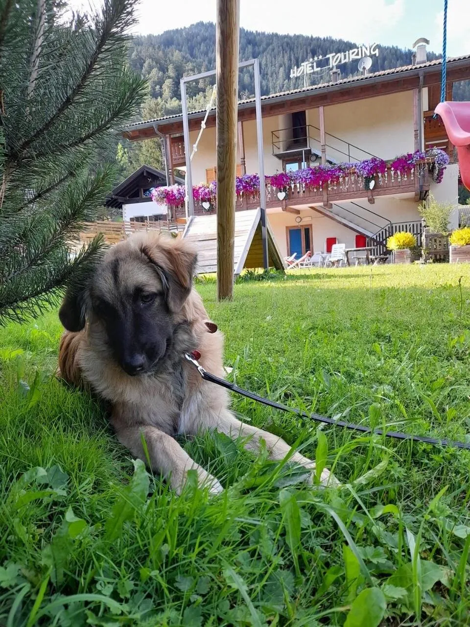 Children play ground in Alpine Touring Hotel-petfriendly