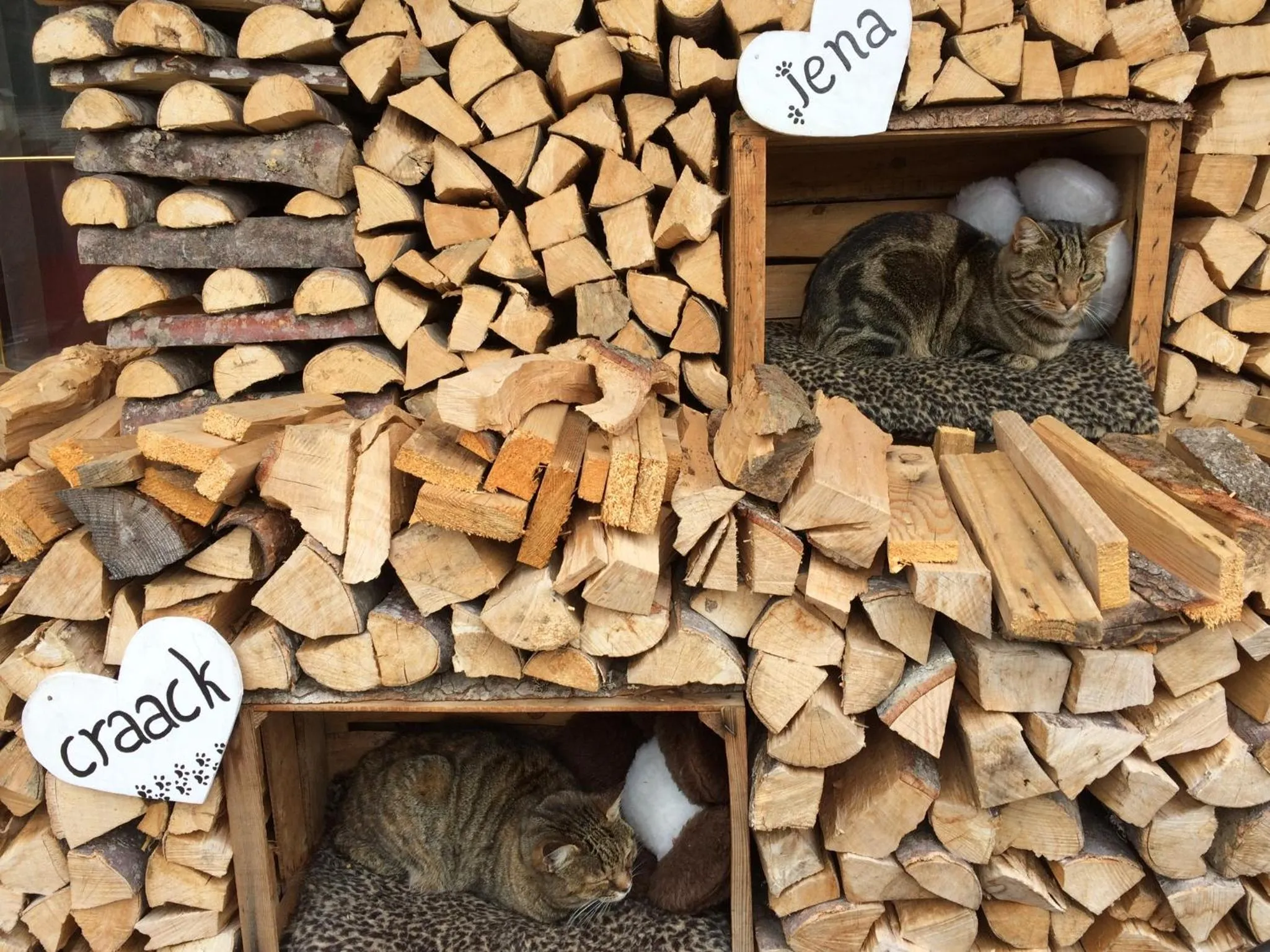 Animals in Alpine Touring Hotel-petfriendly